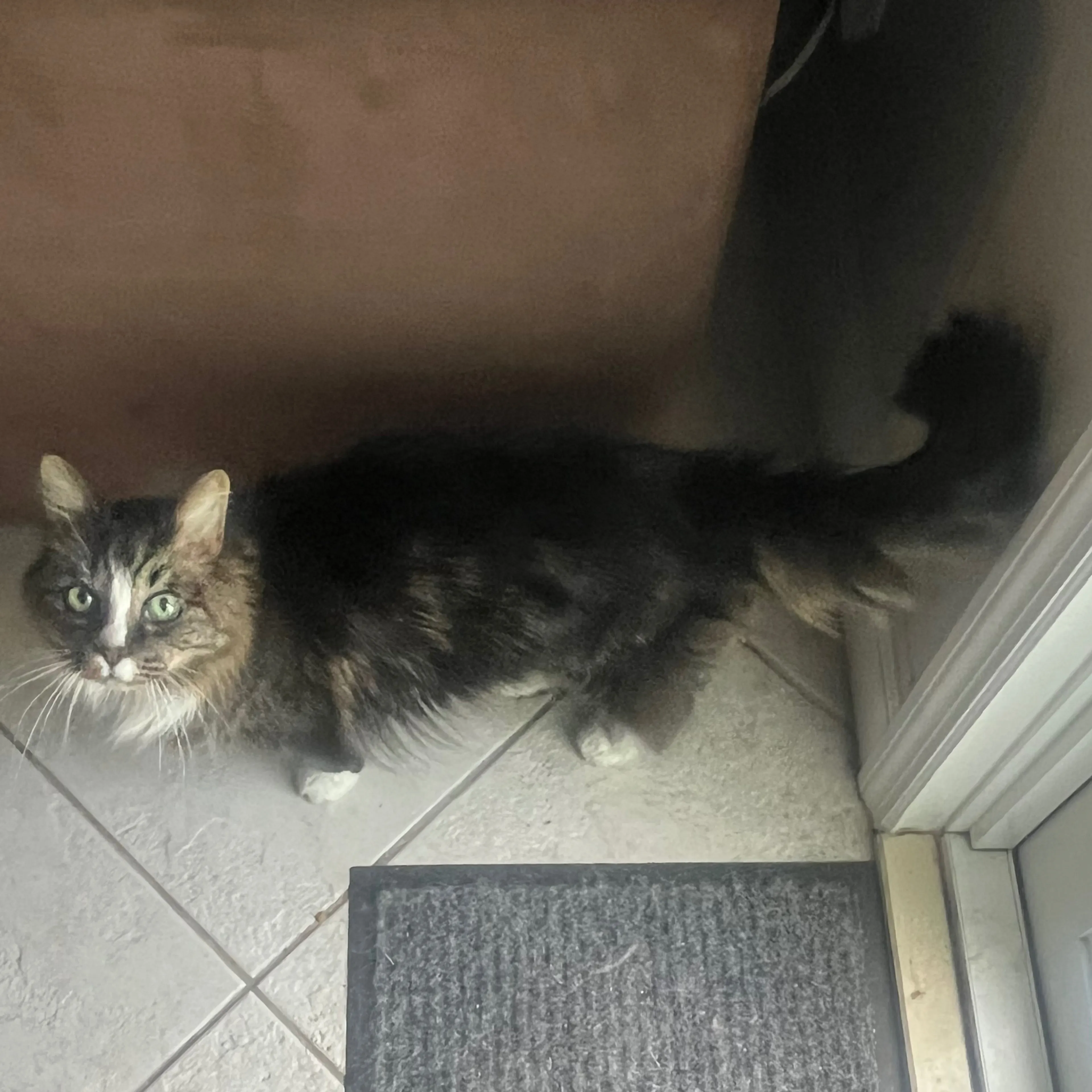 Lost pet-0
