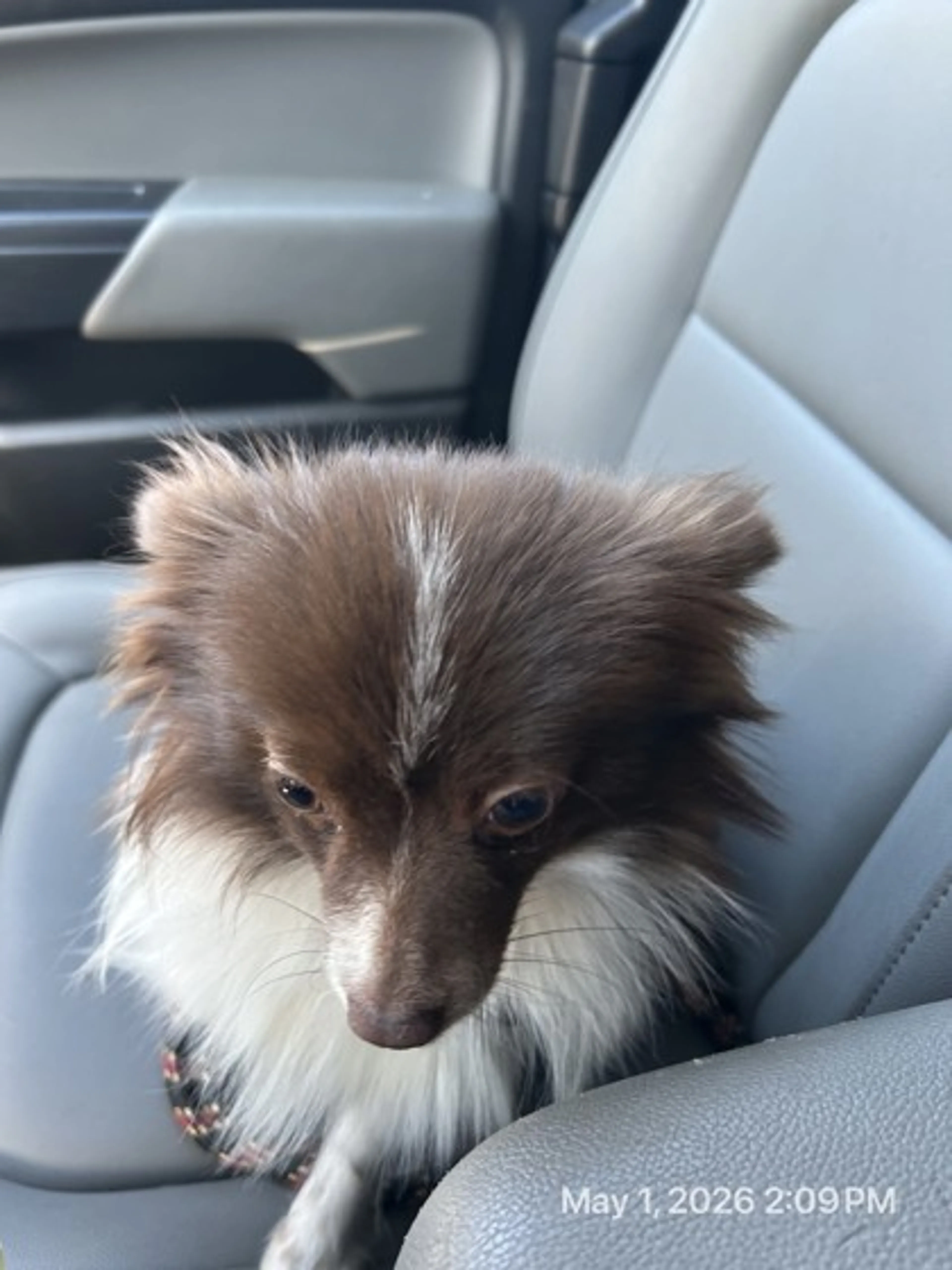 Found pet