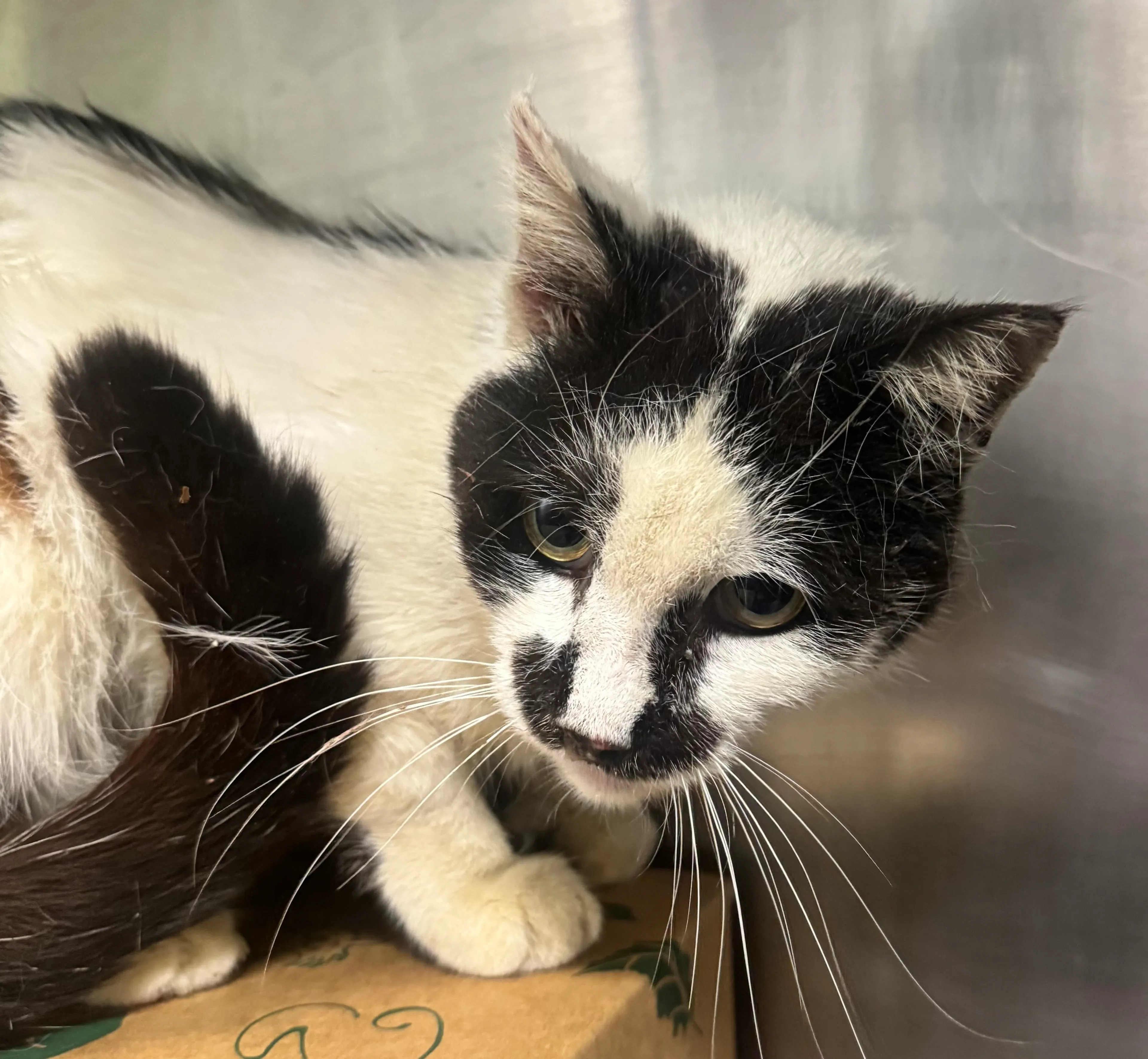 Found pet