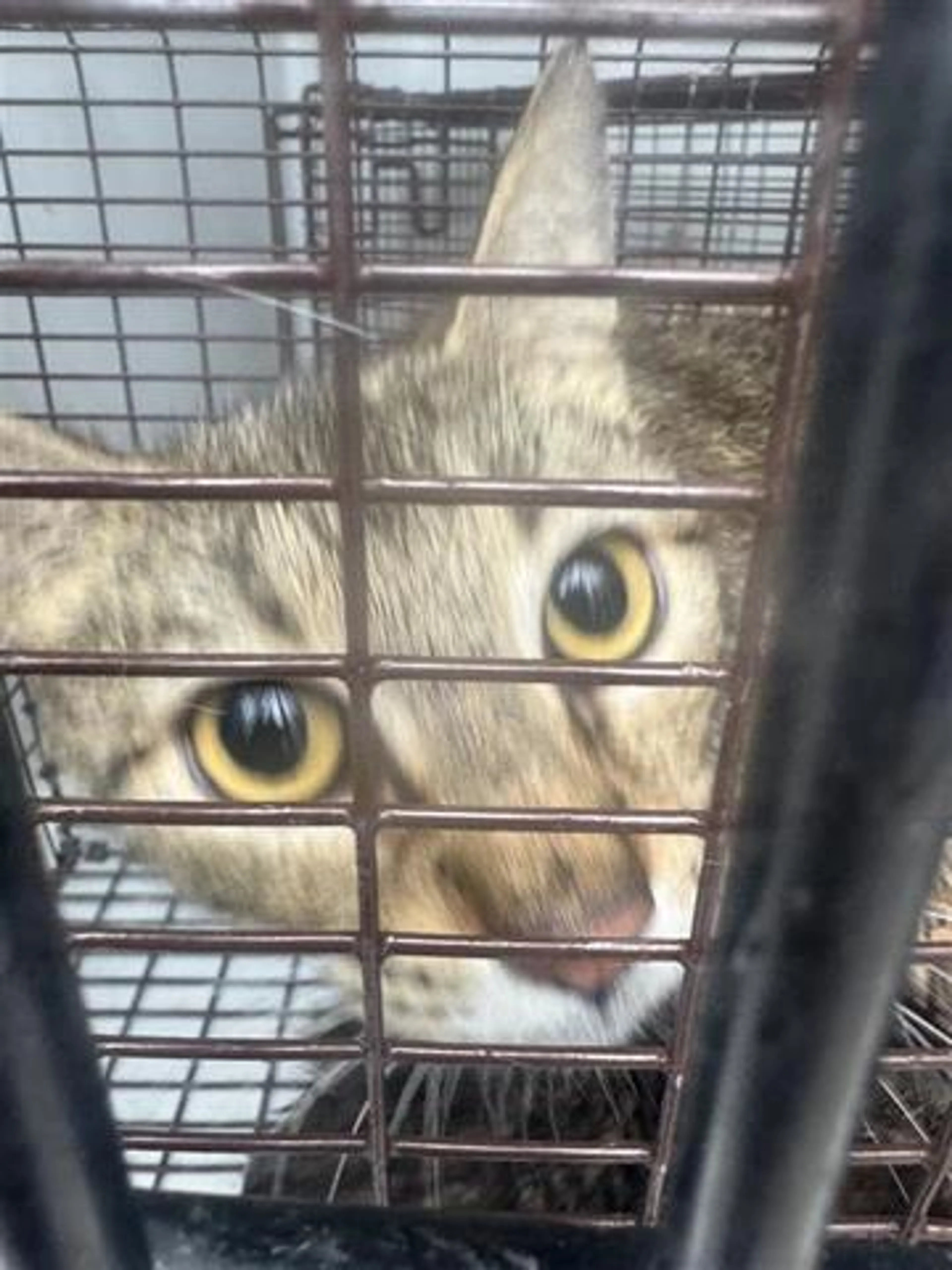 Found pet