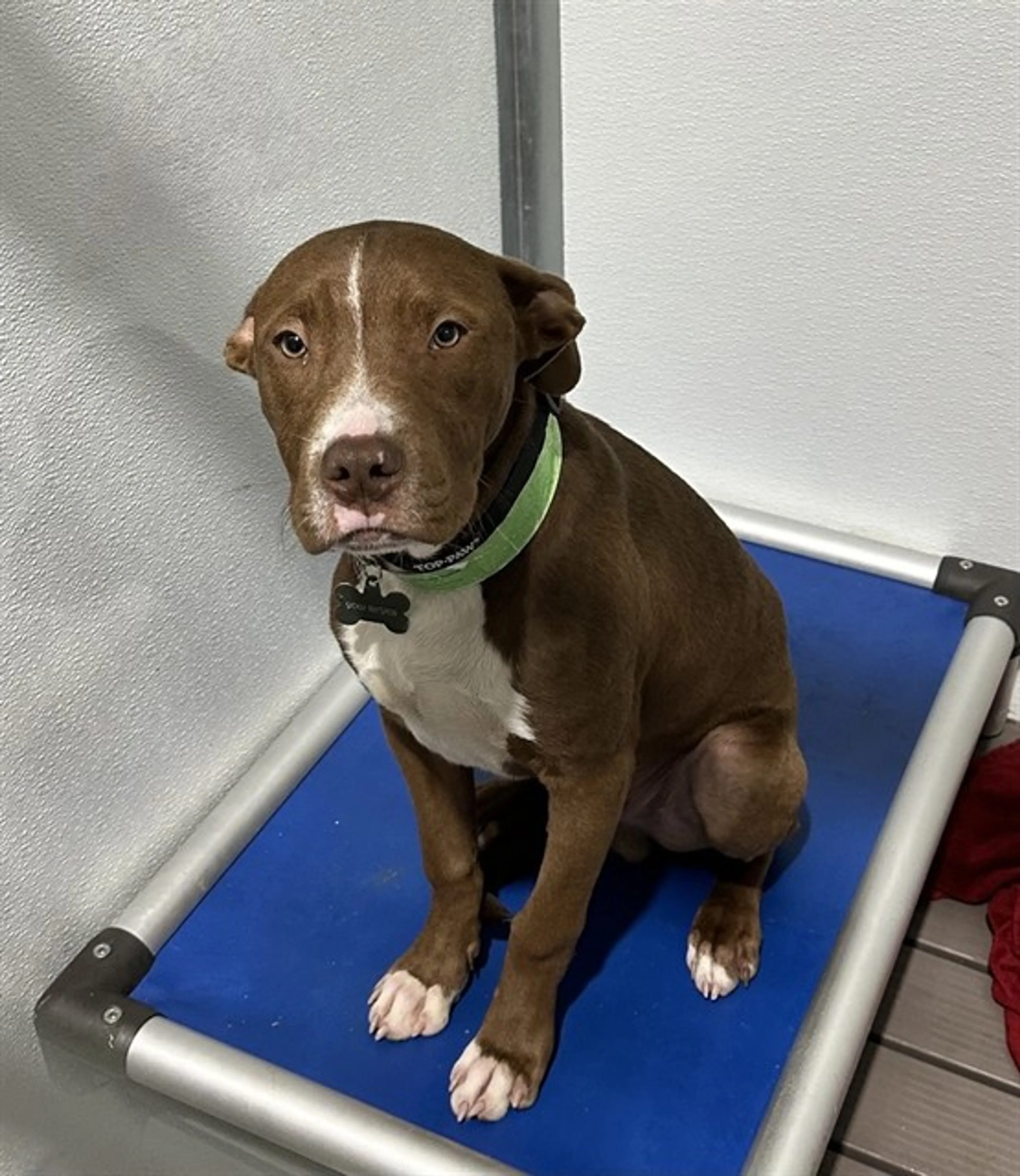 Found pet