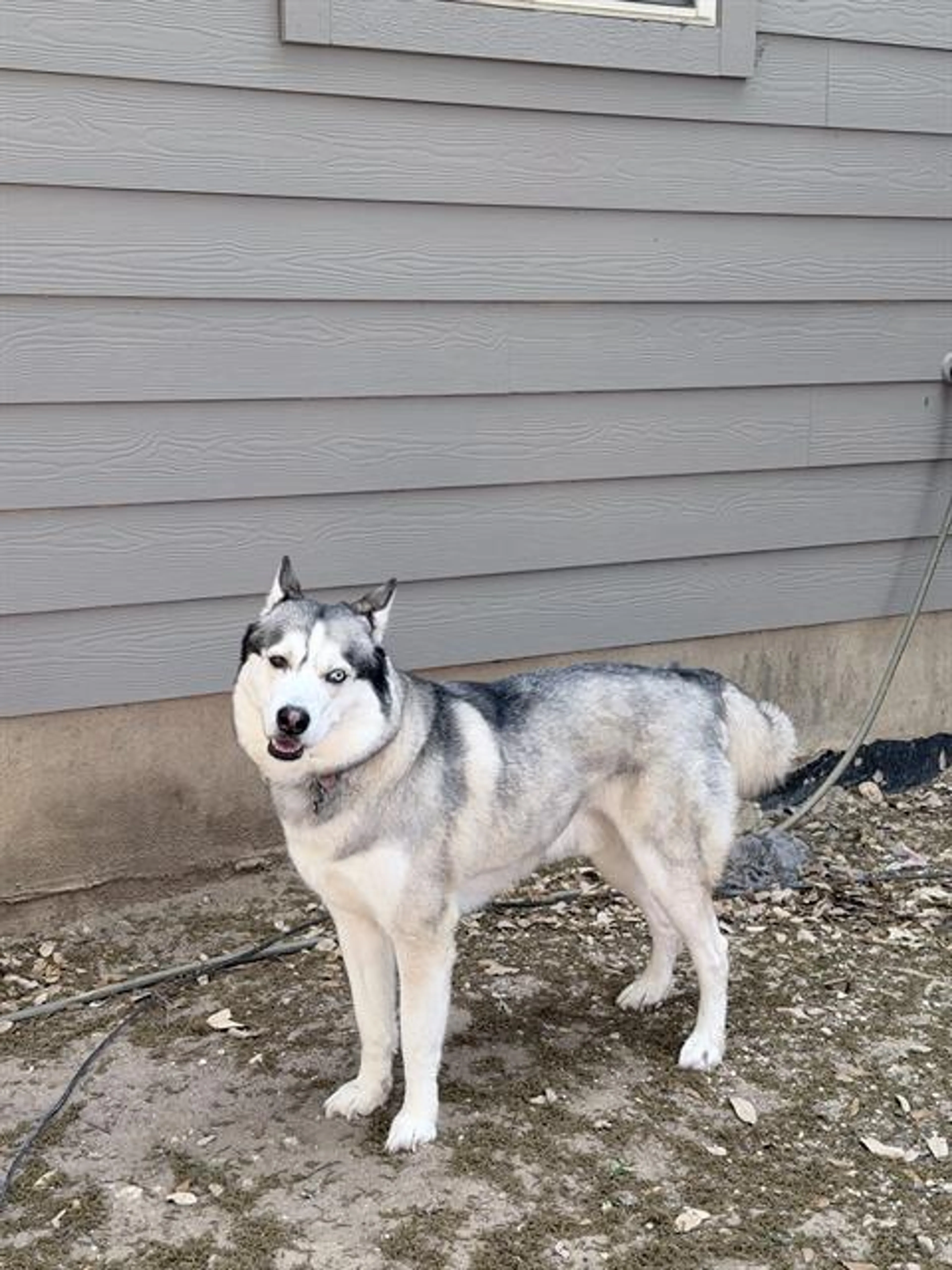 Found pet
