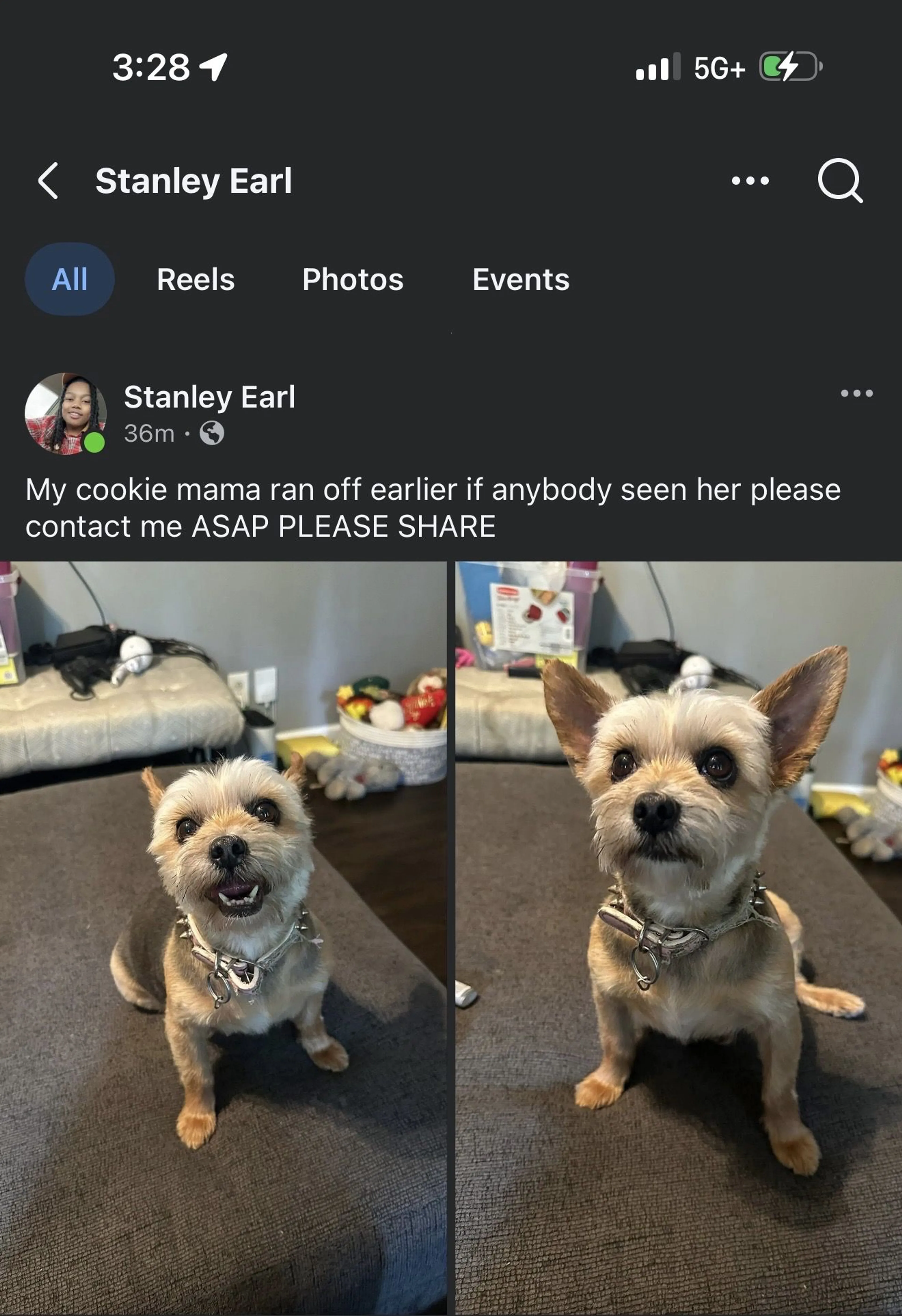 Lost pet