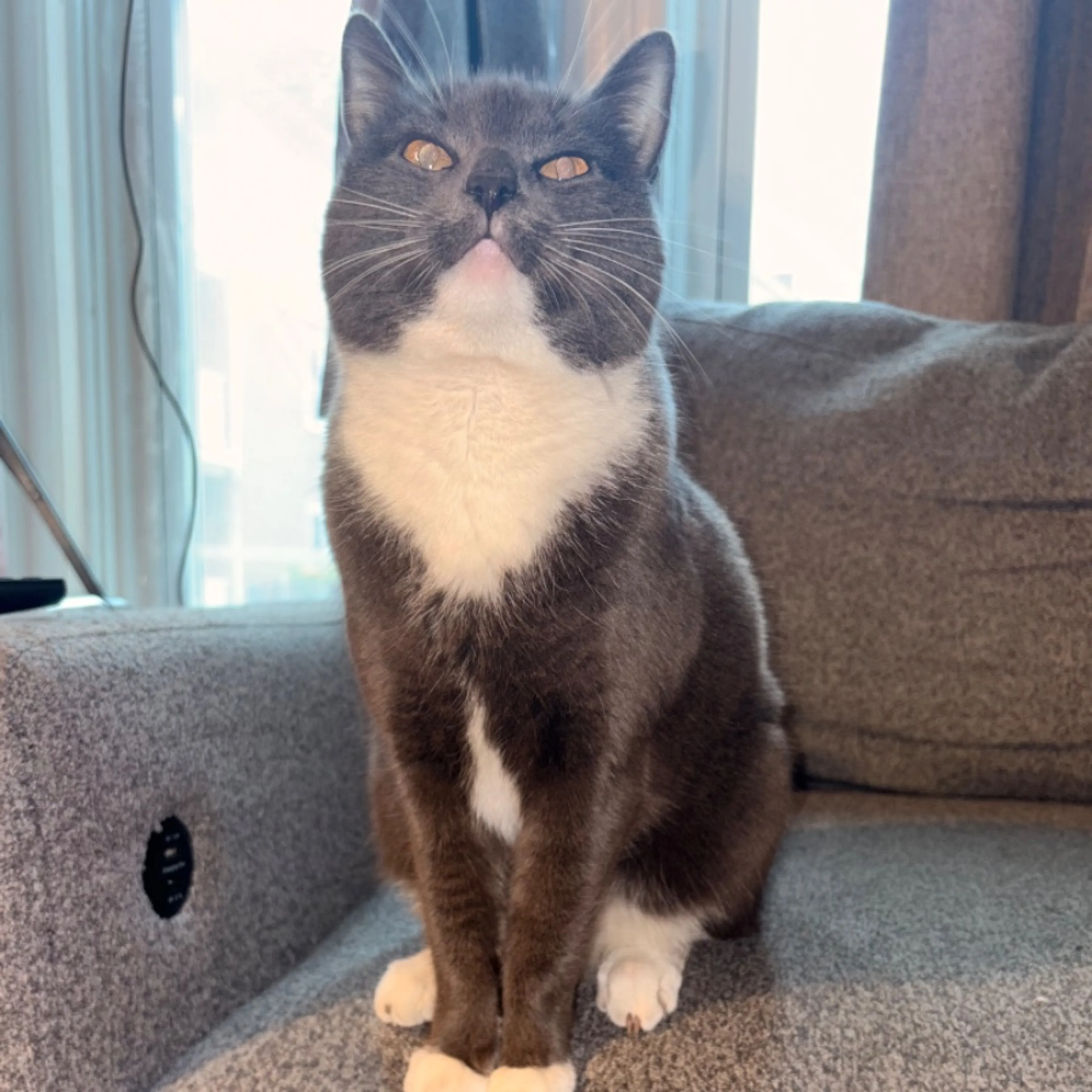 Found pet