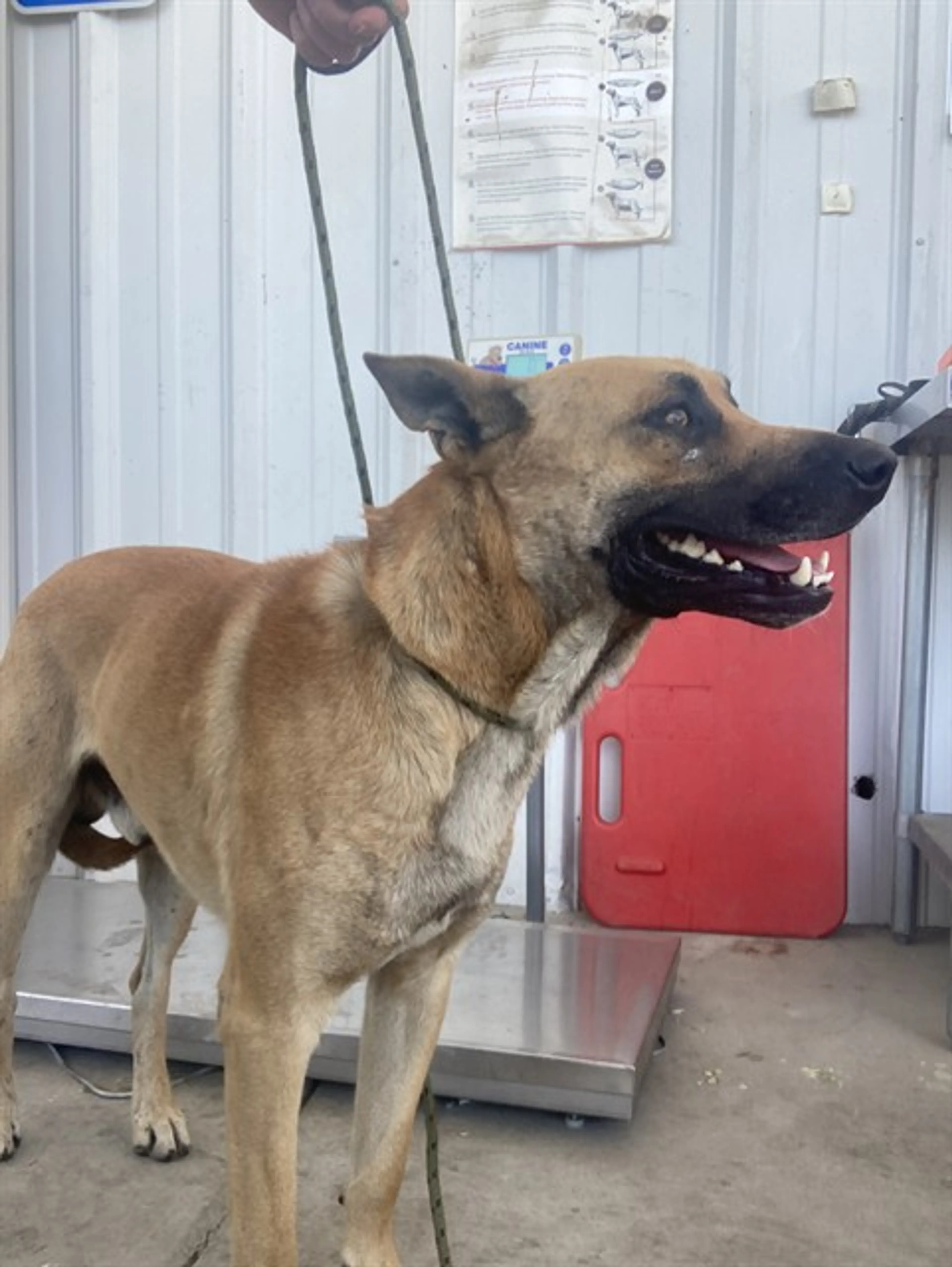 Found pet