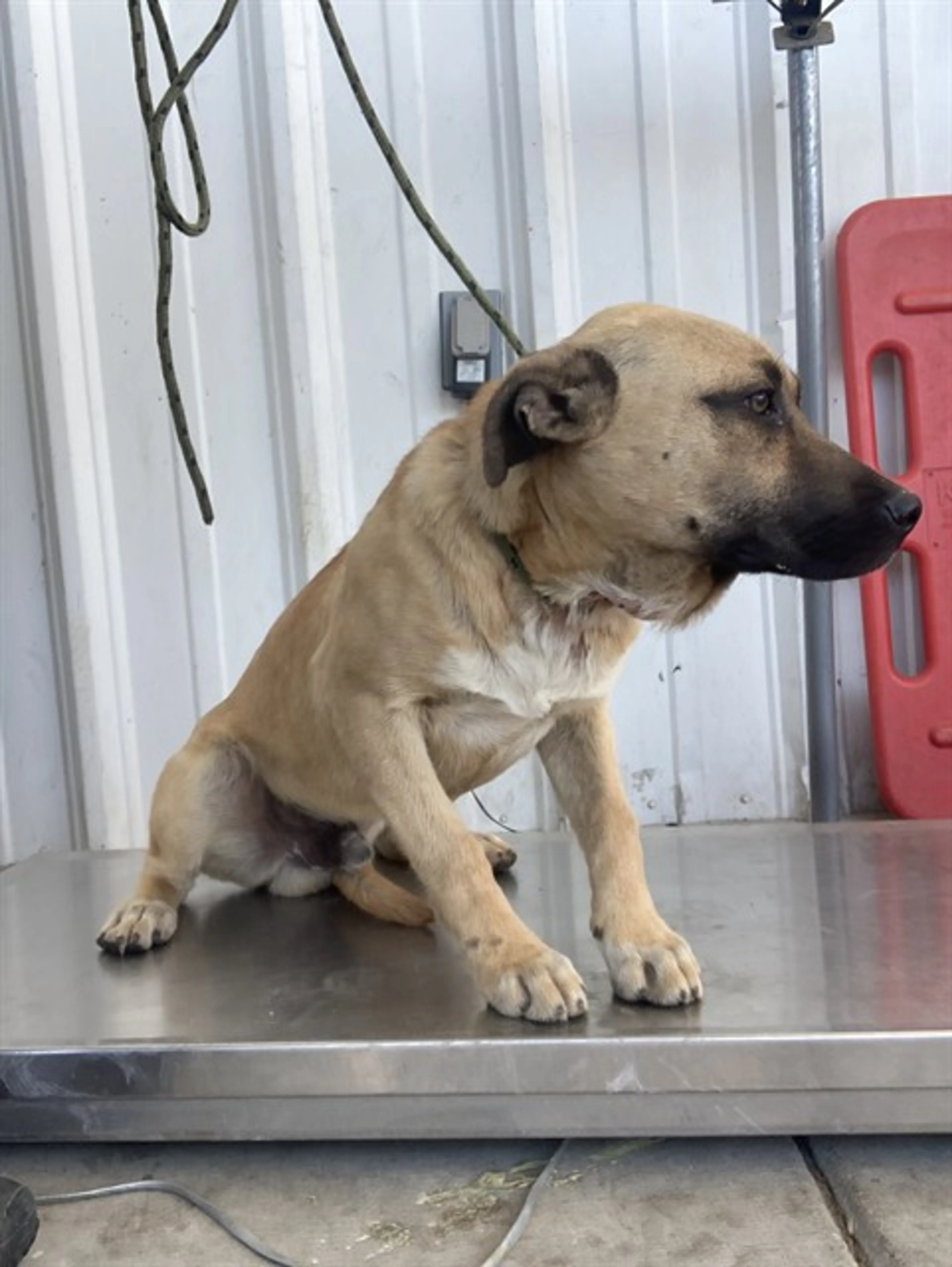 Found pet