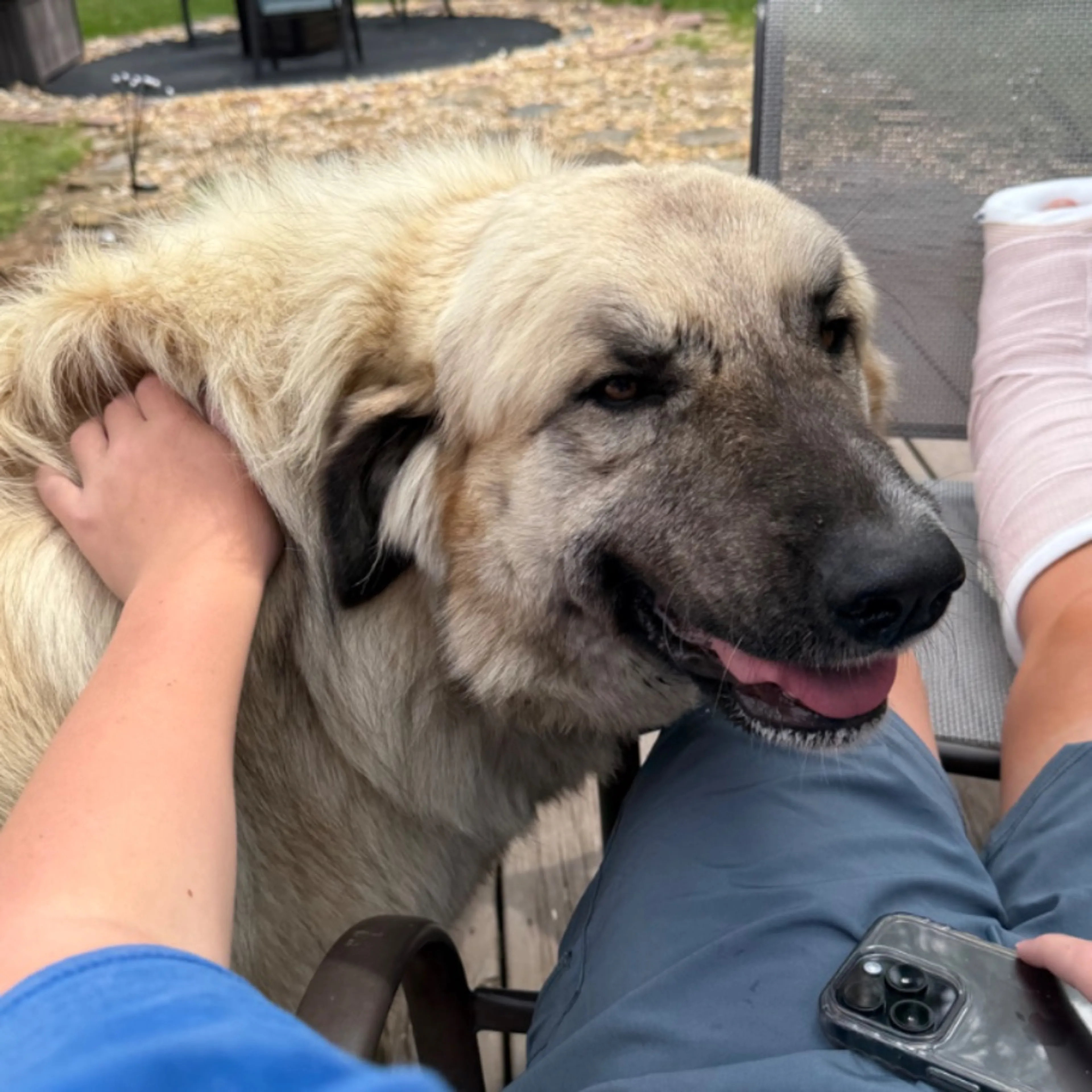 Found pet