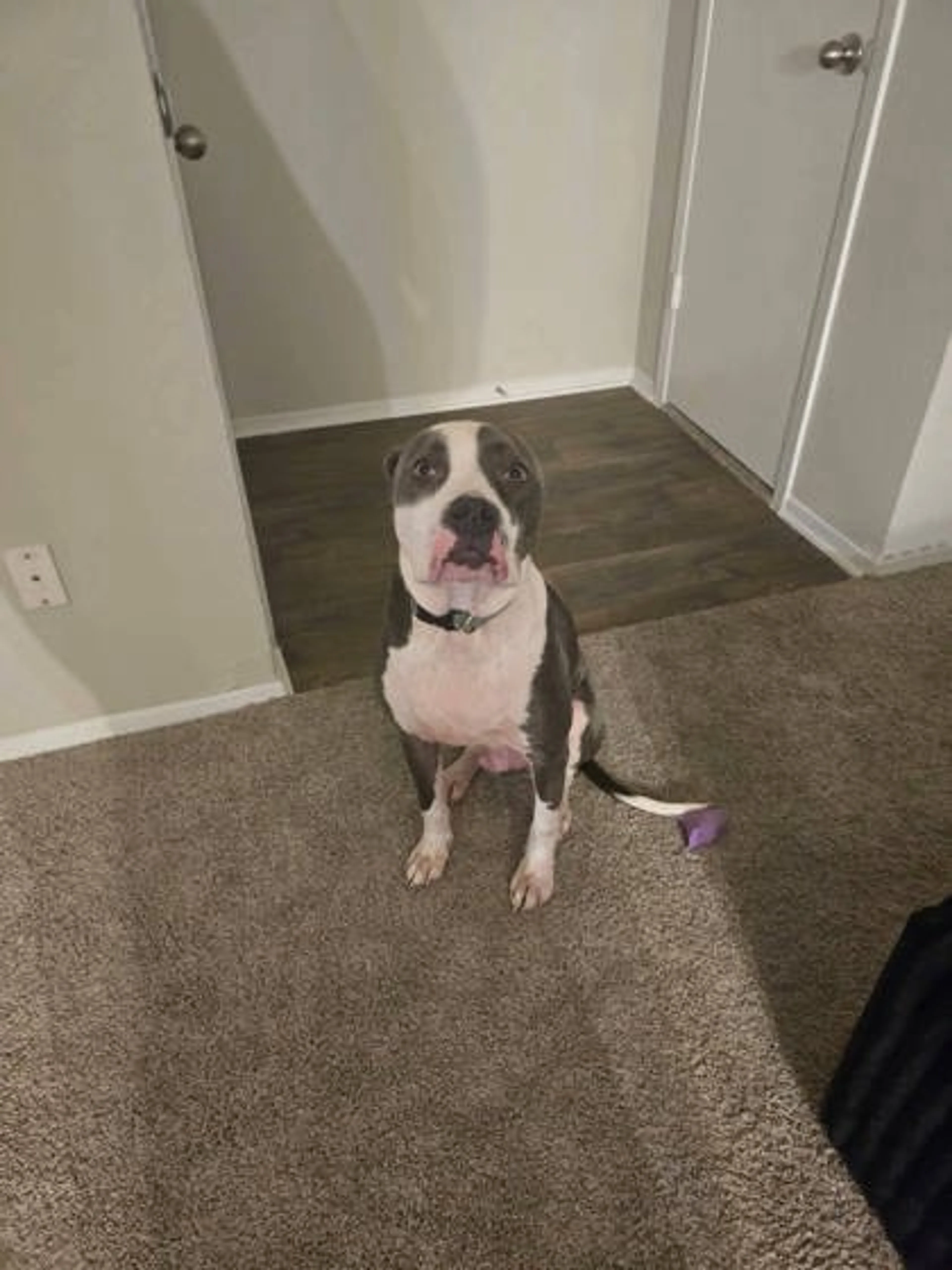Found pet-1