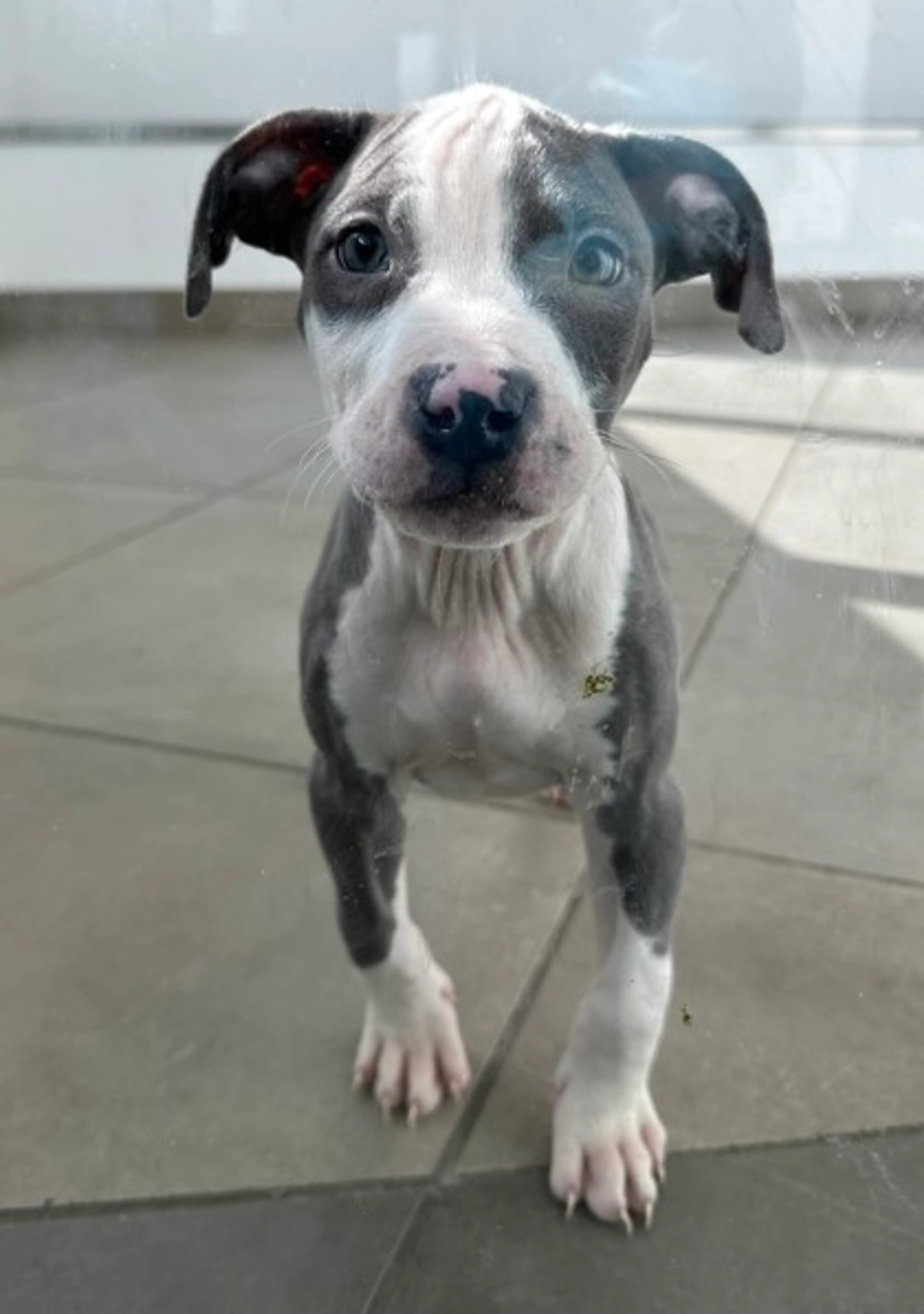 Found pet-2