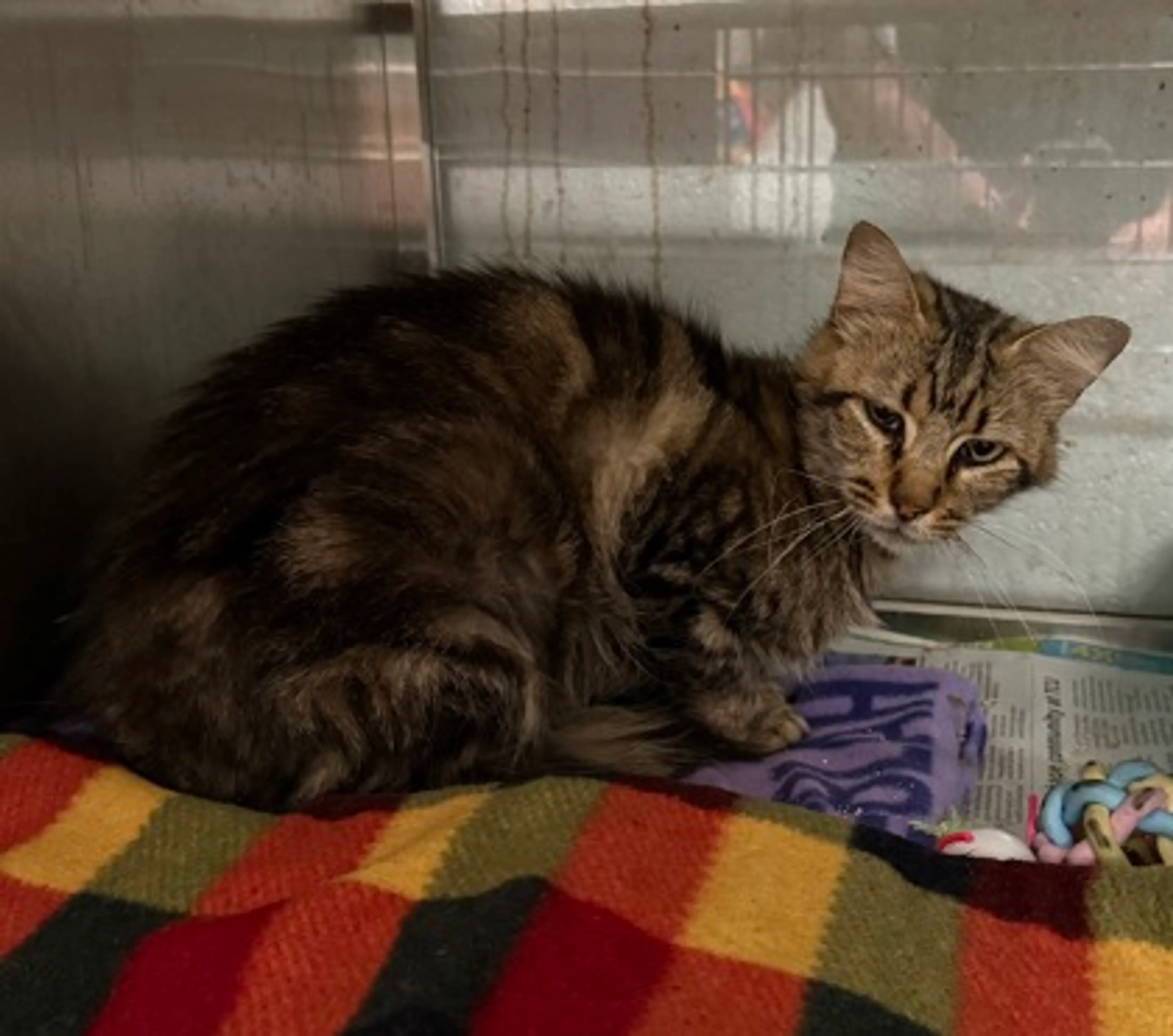 Found pet-2