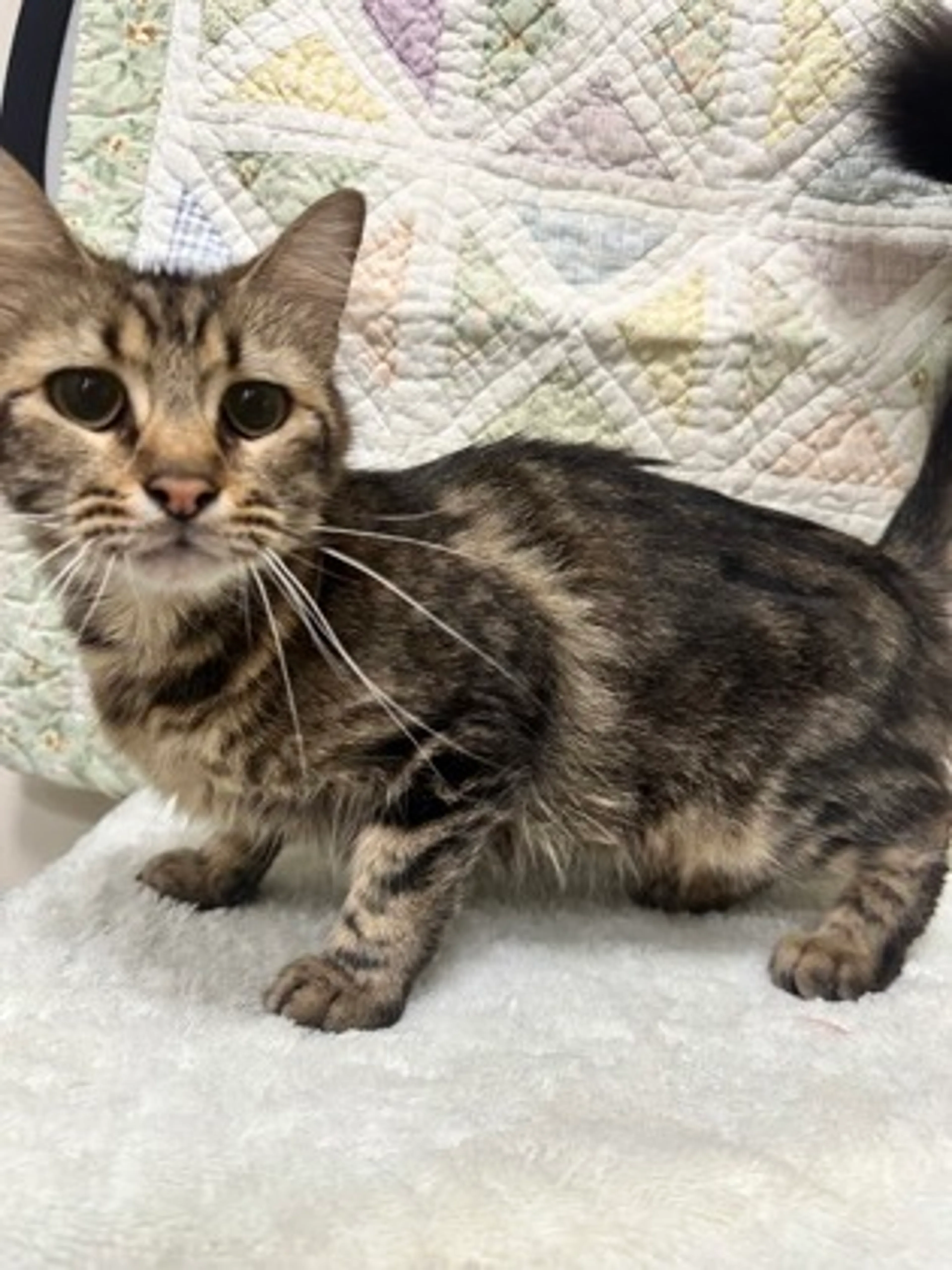 Found pet-1