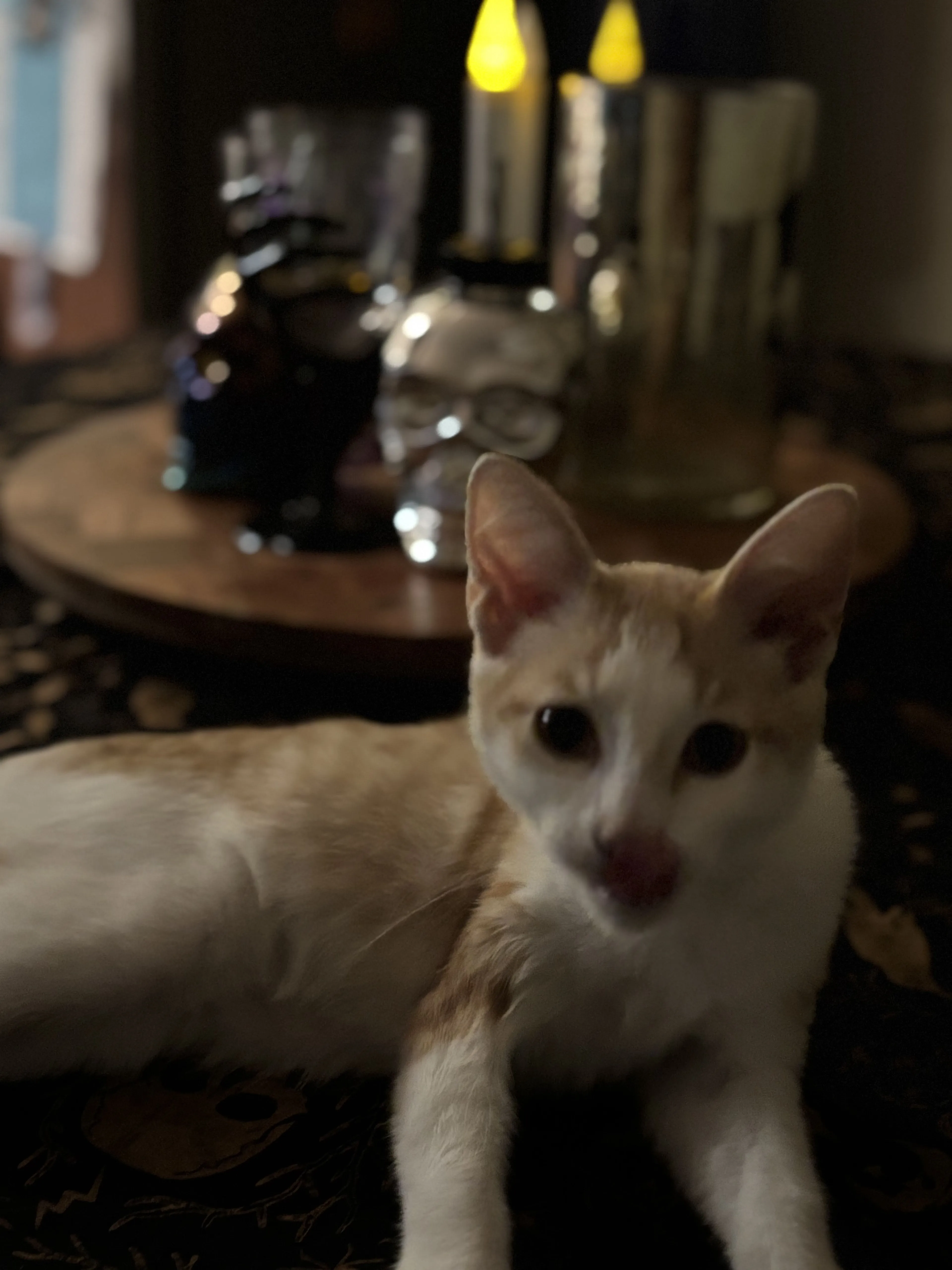 Lost pet