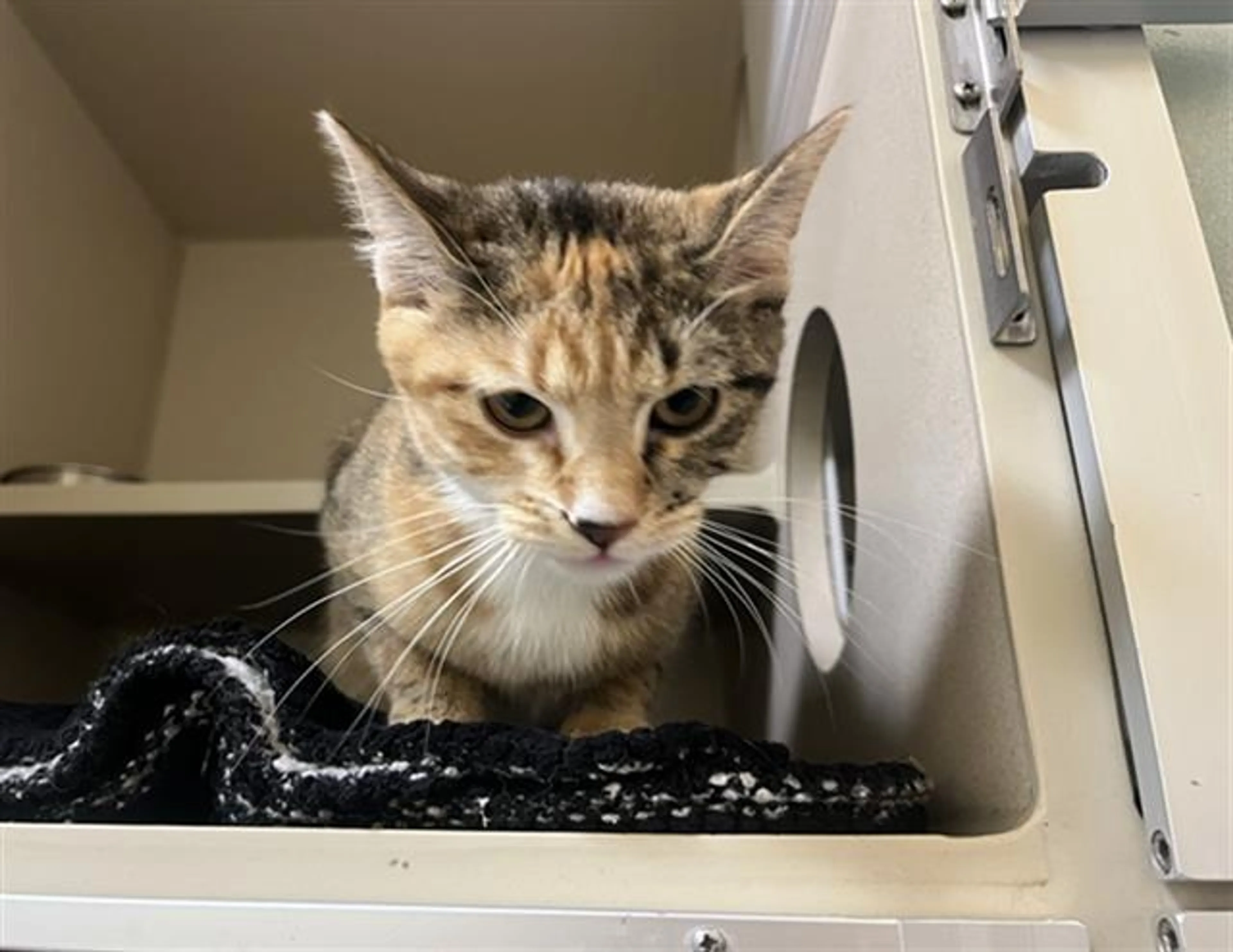 Found pet