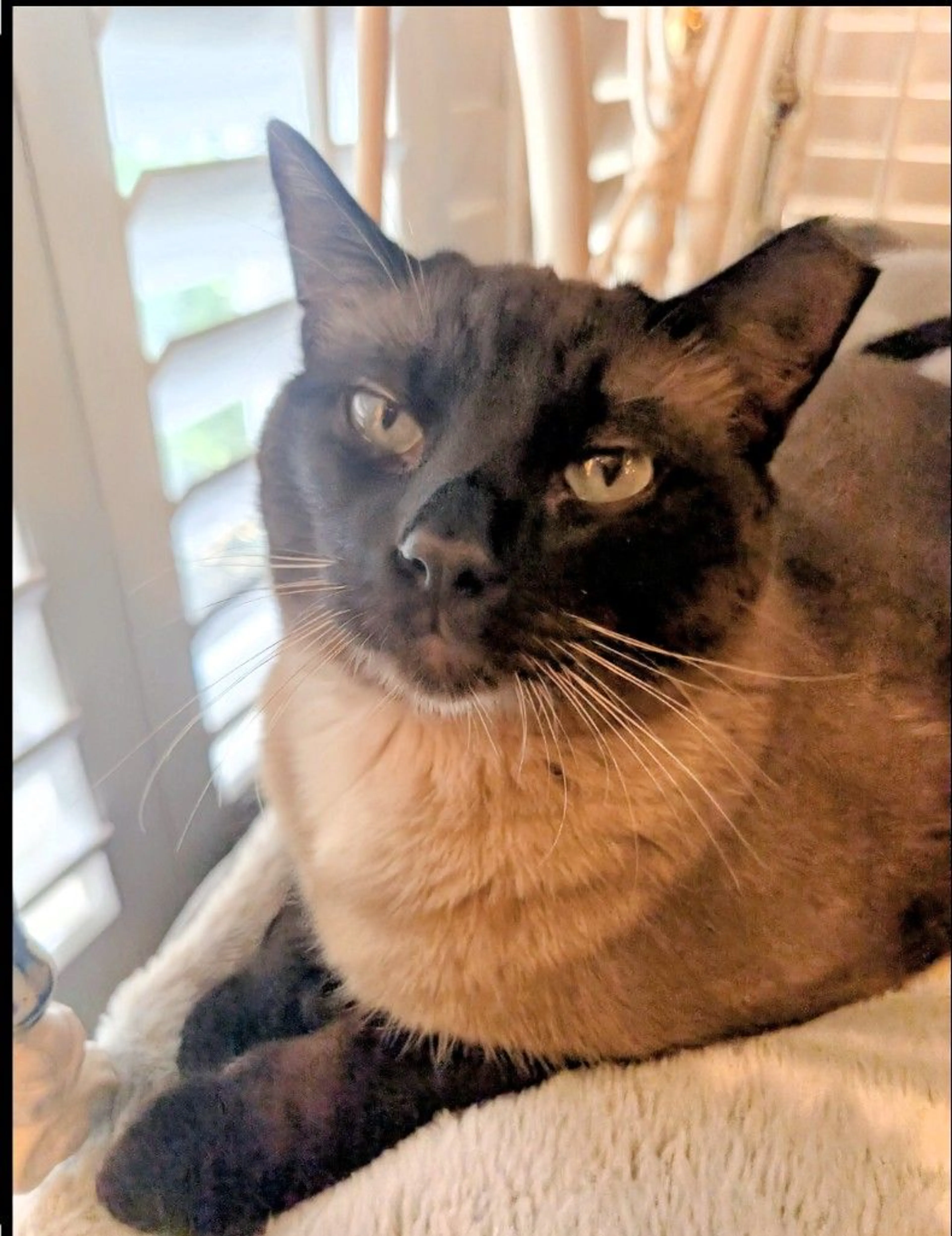 Lost pet