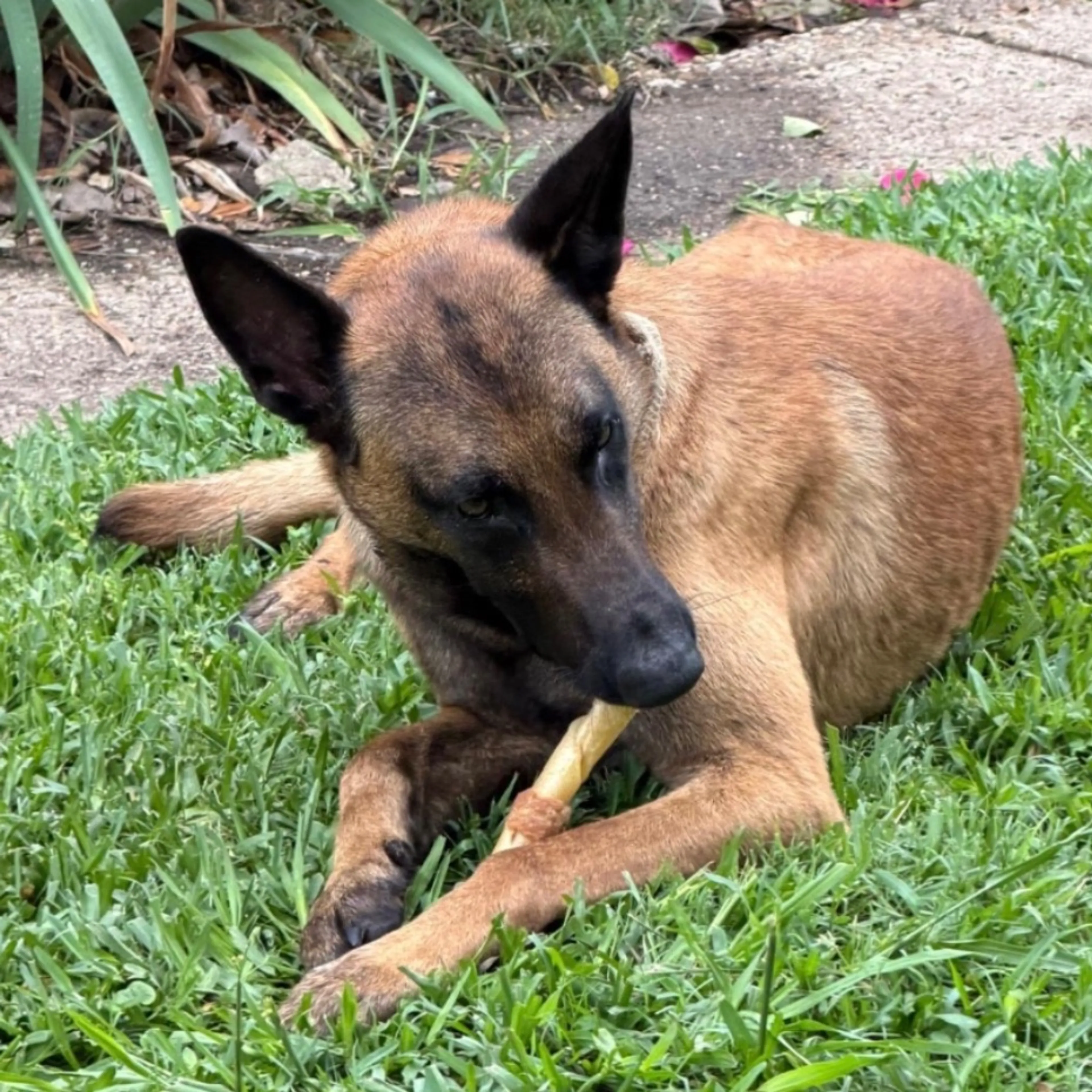 Found pet