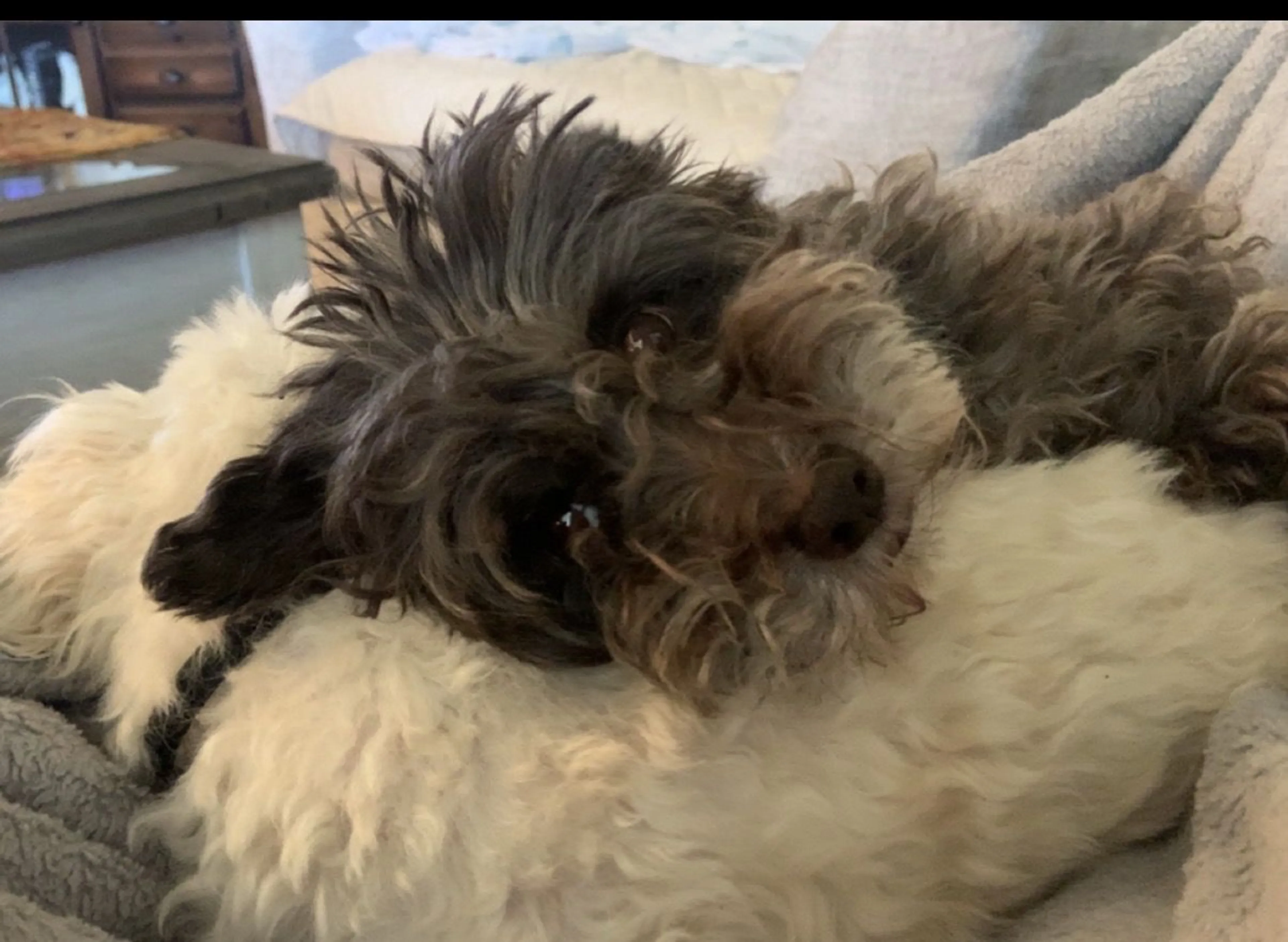Lost pet