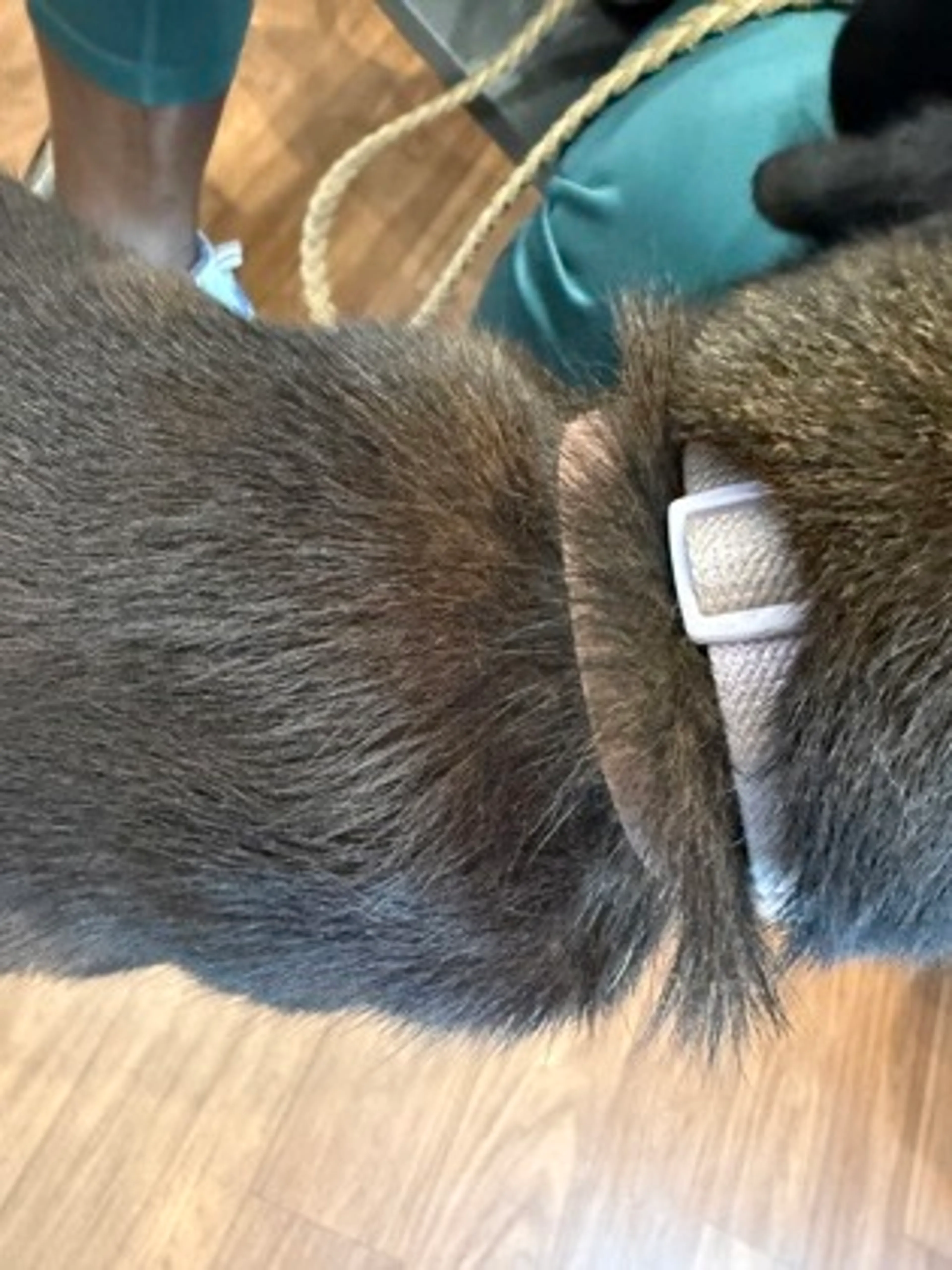 Found pet-2