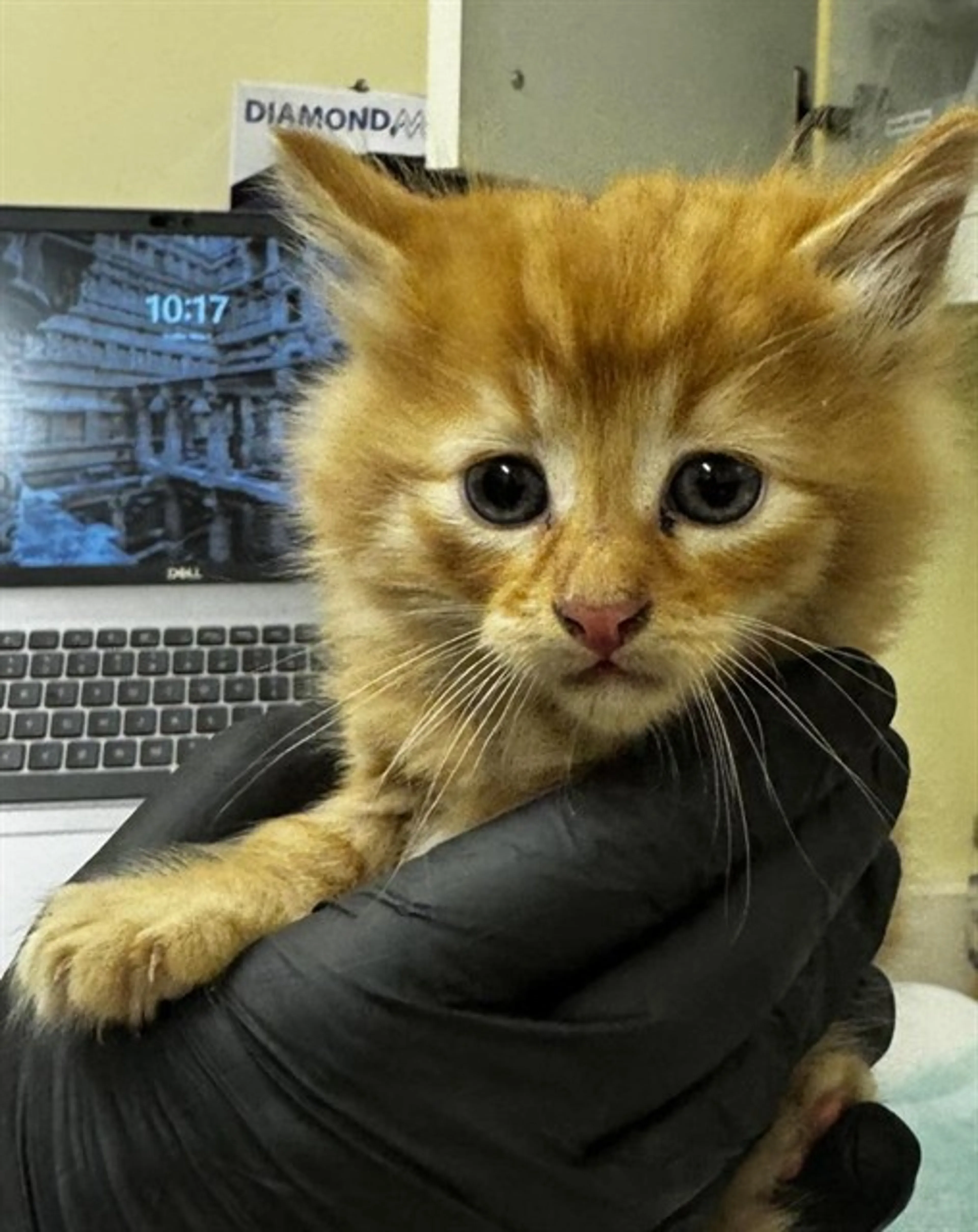 Found pet