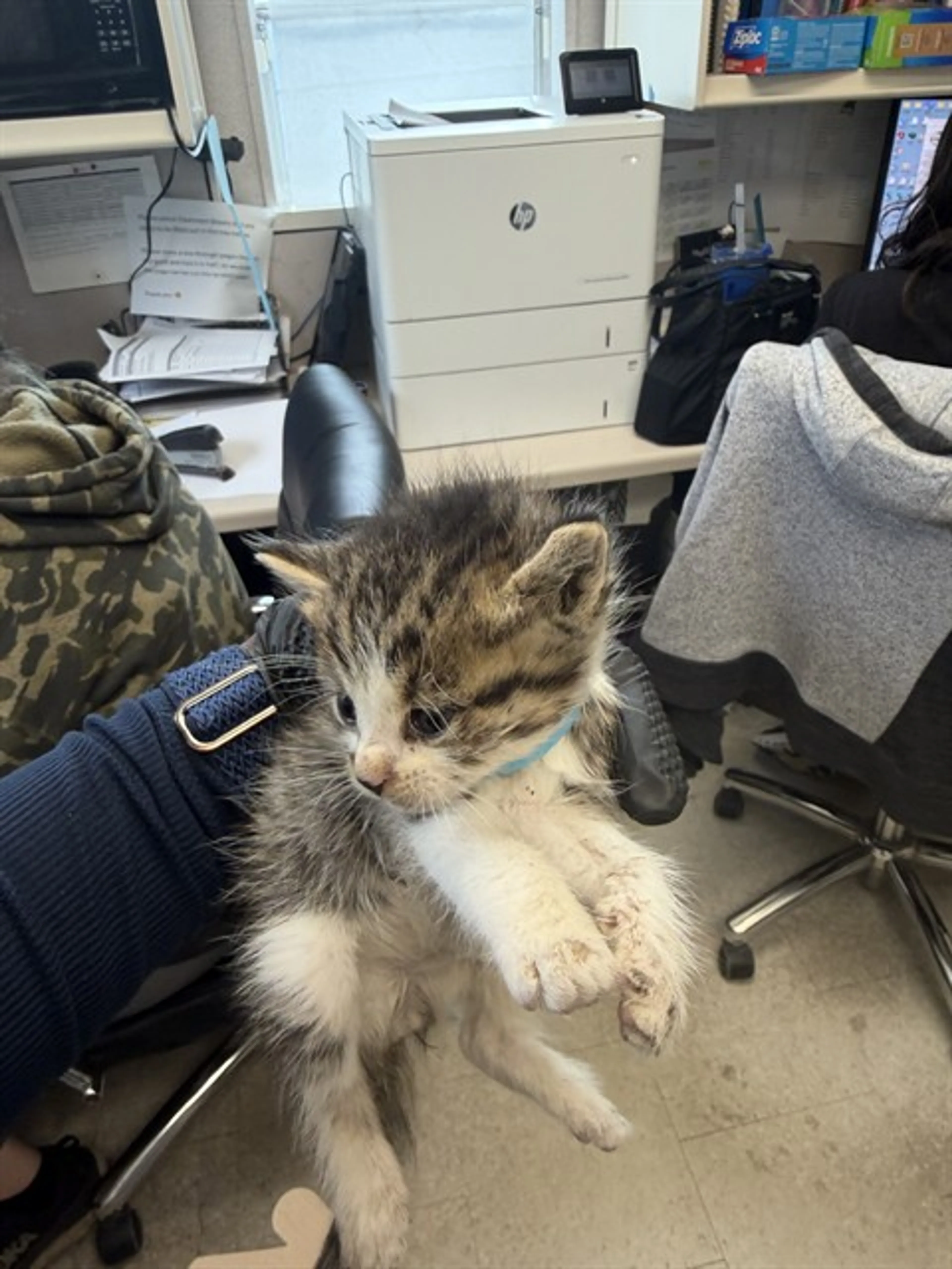 Found pet