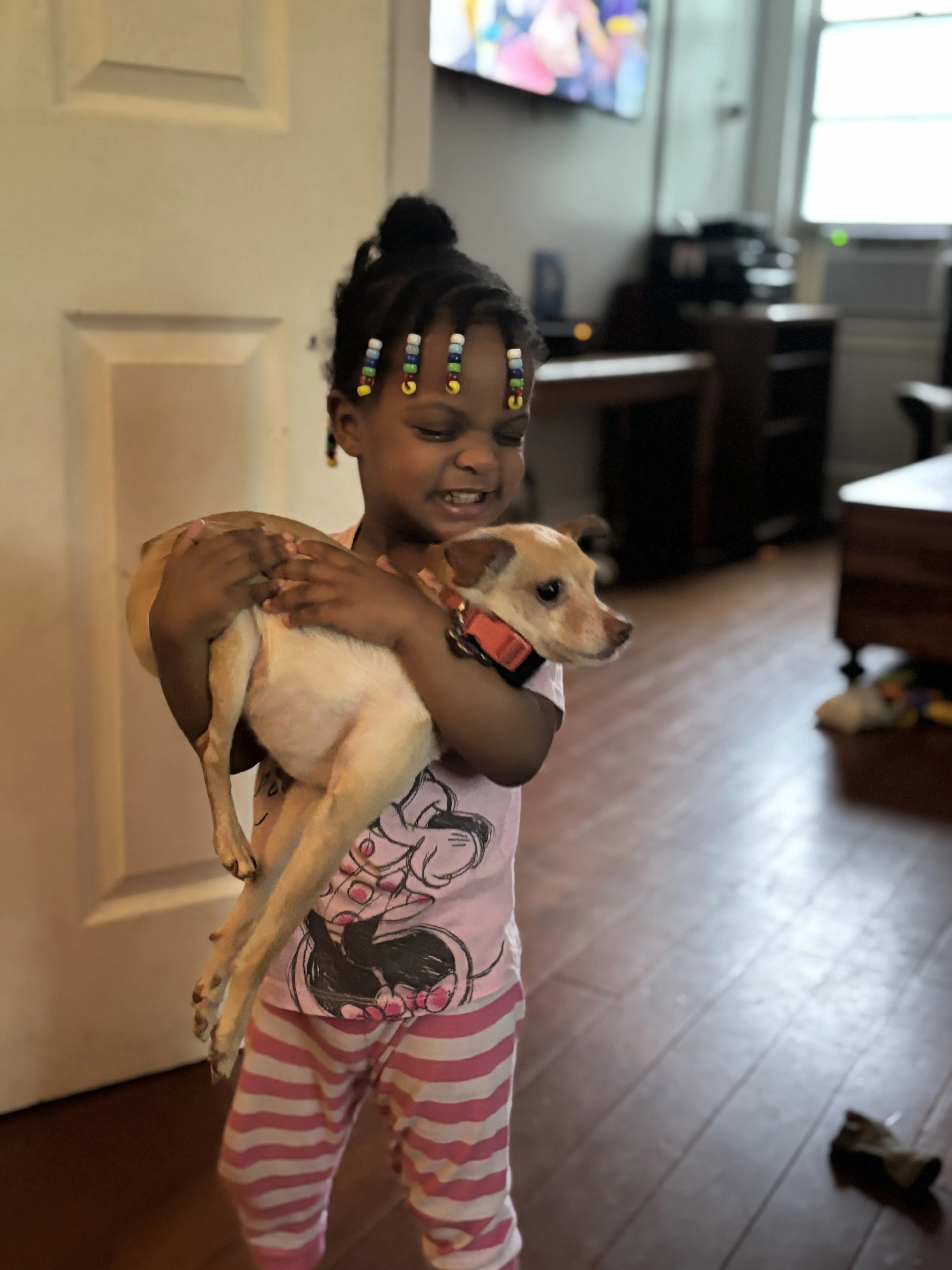 Lost pet-1