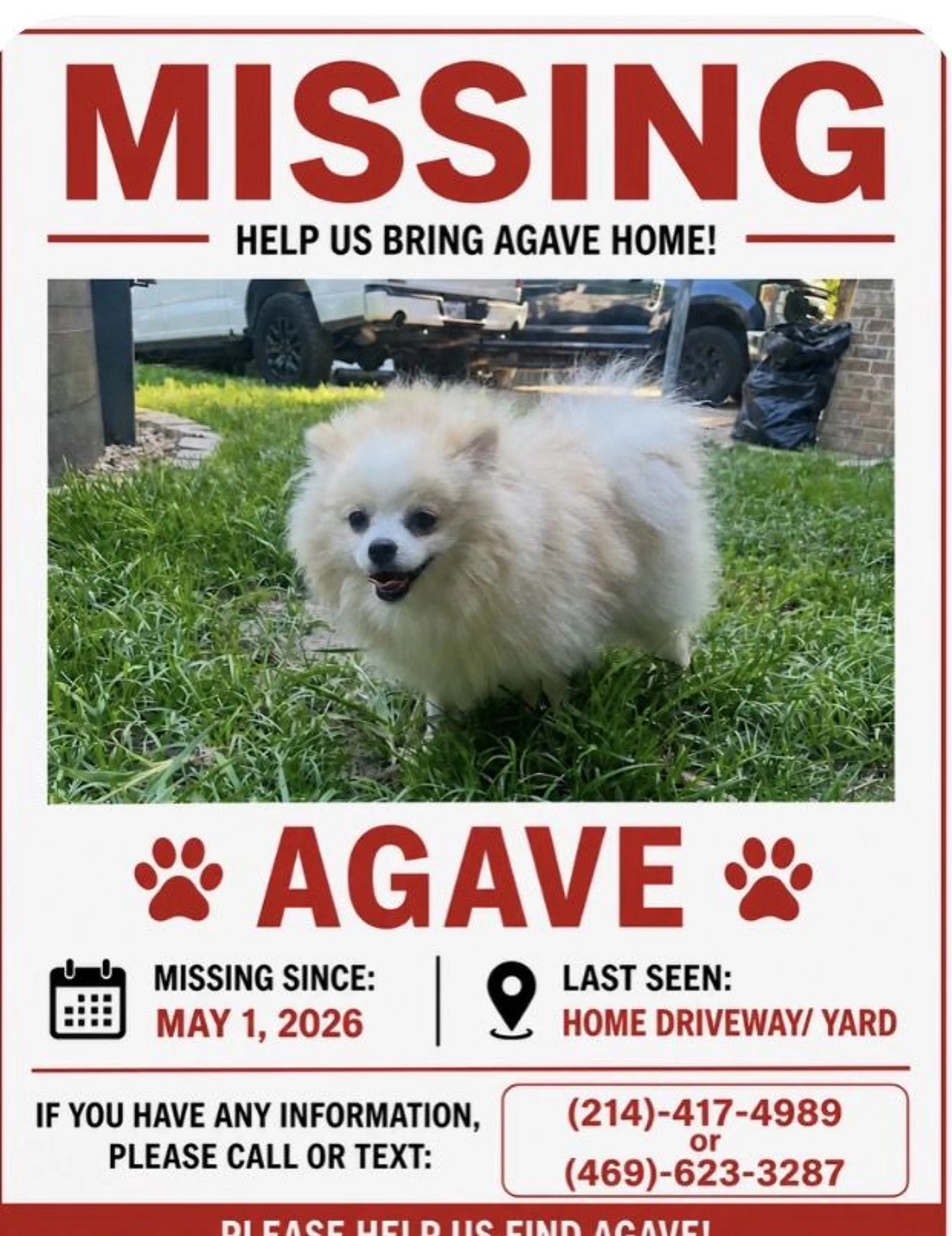 Lost pet