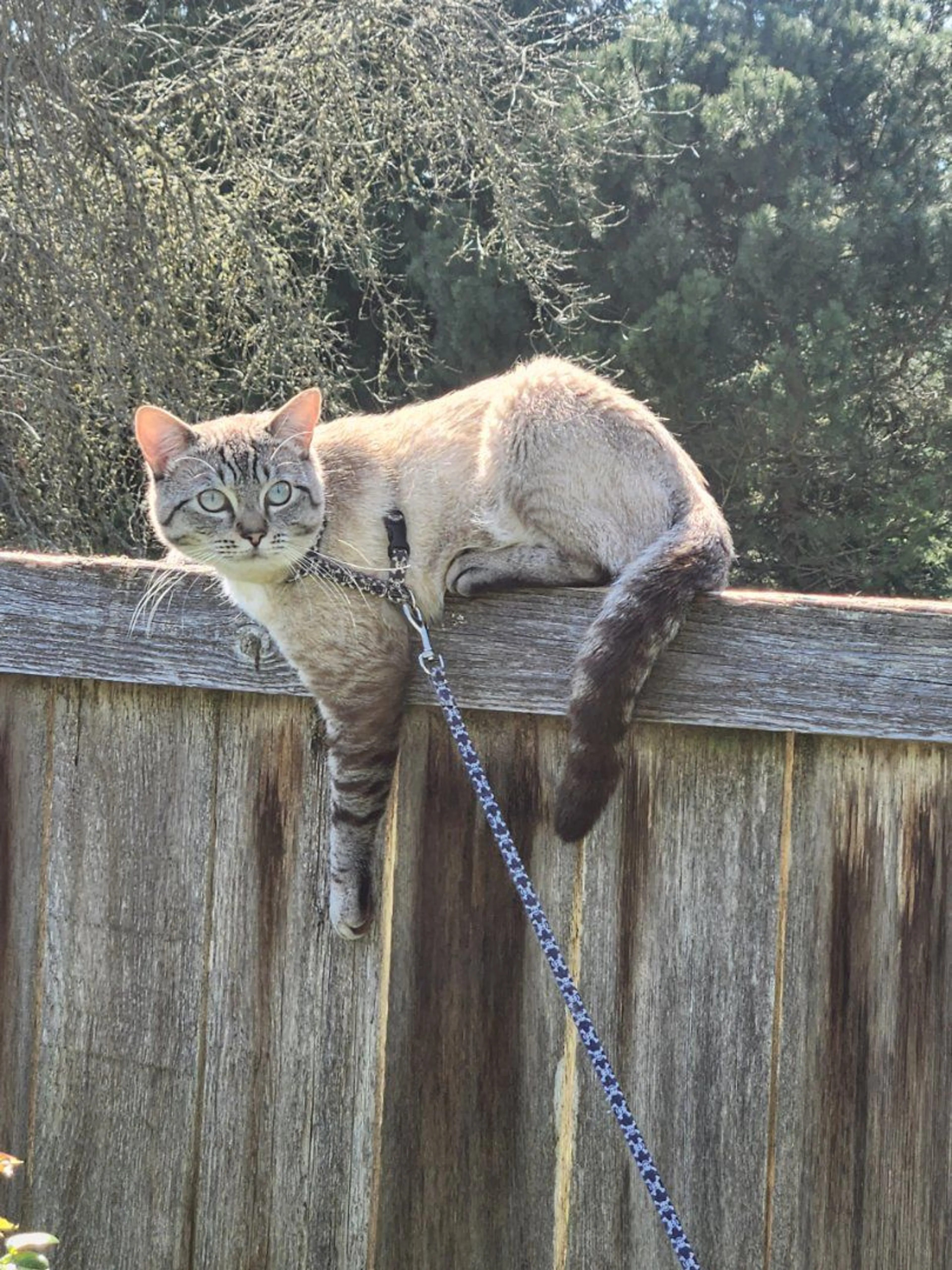 Lost pet