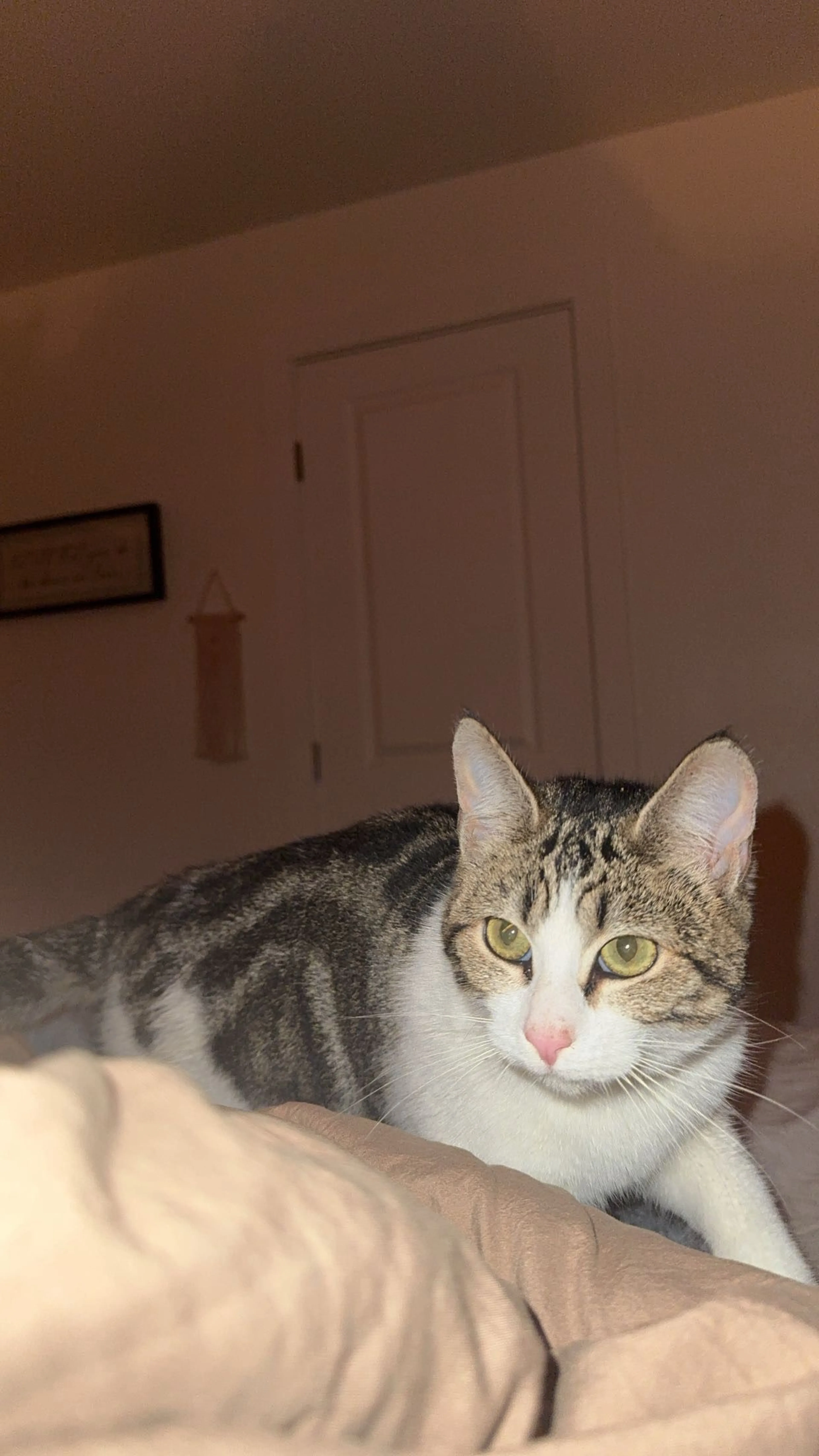 Lost pet-1