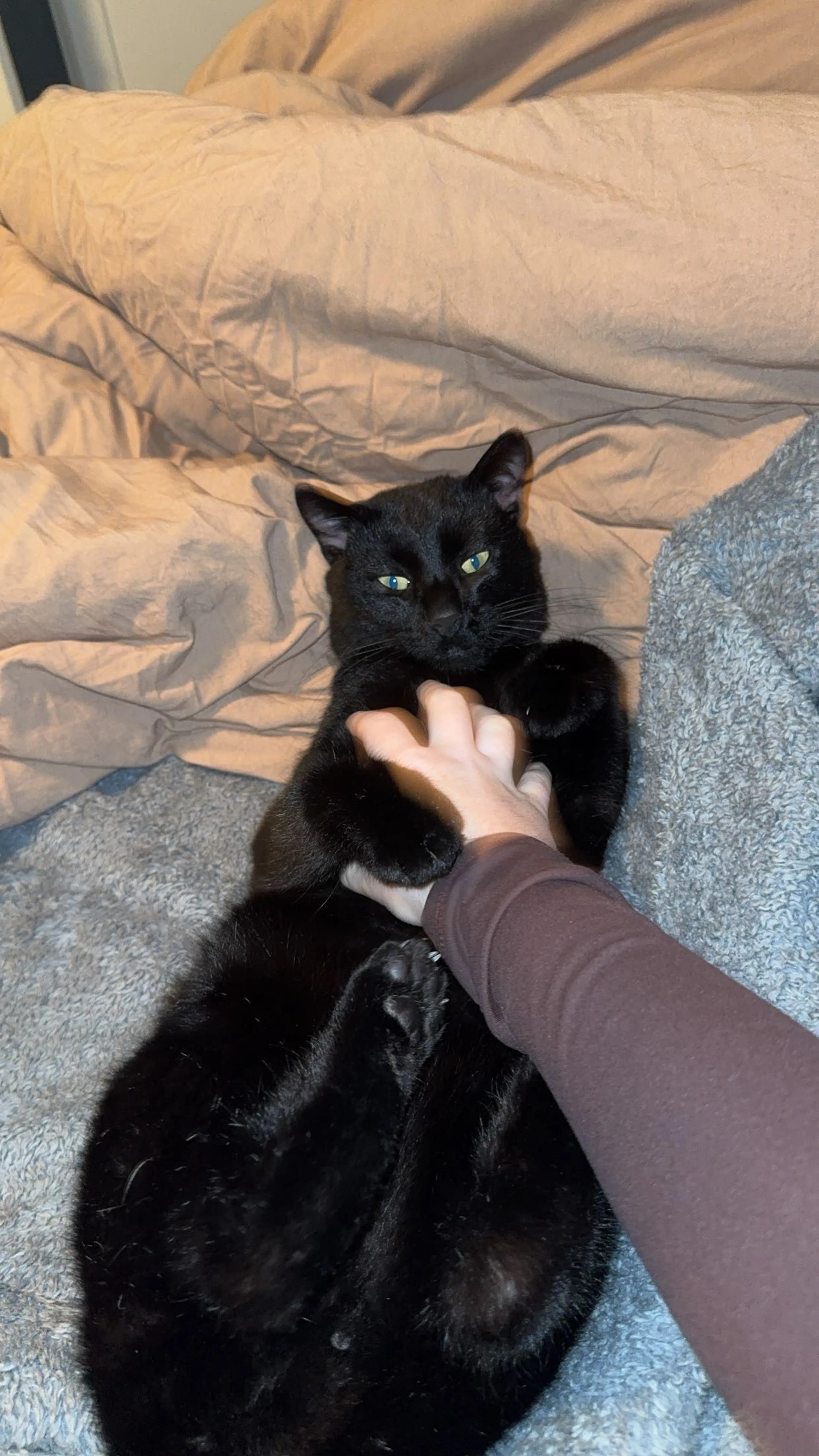 Lost pet-0