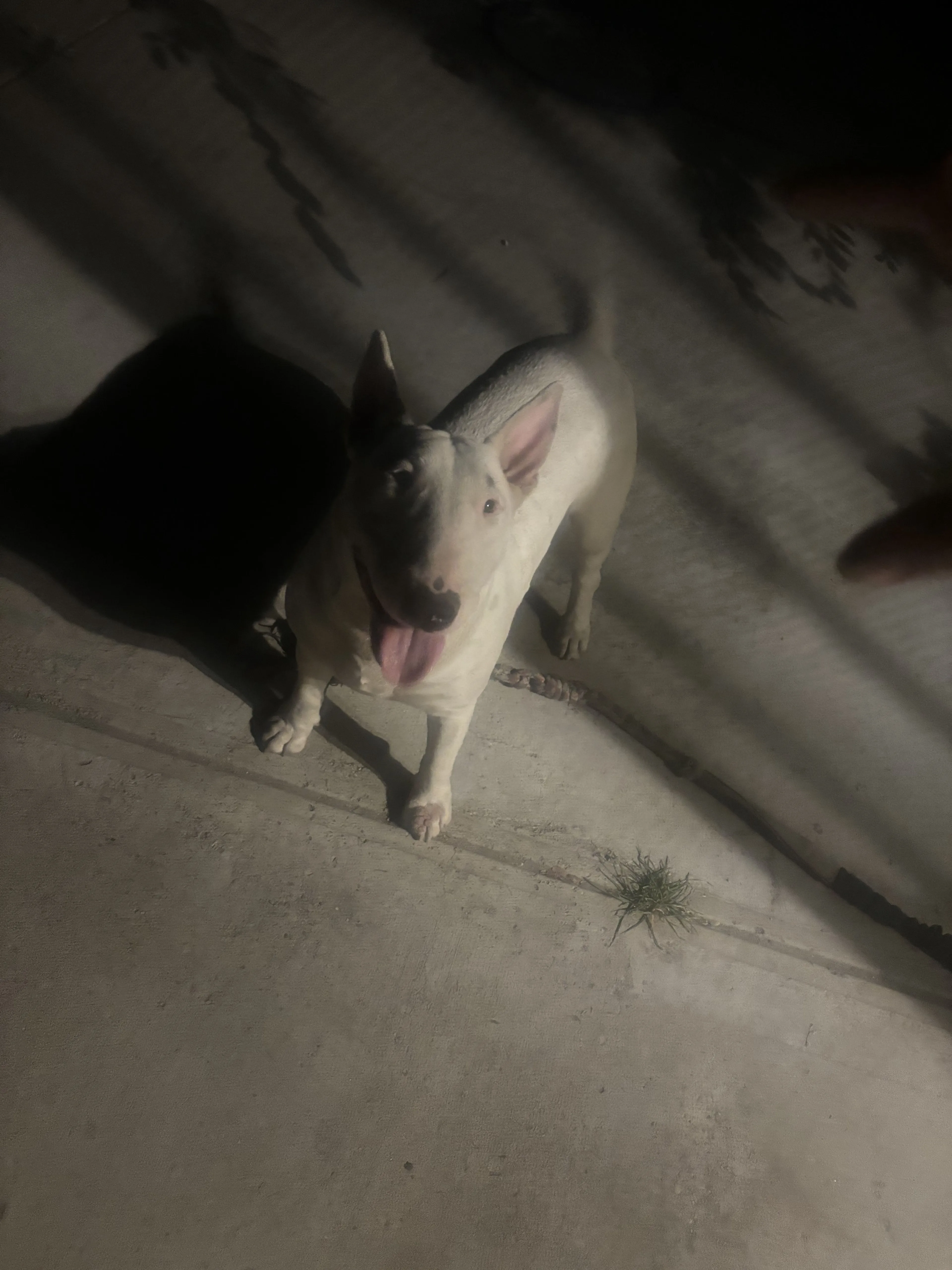 Lost pet