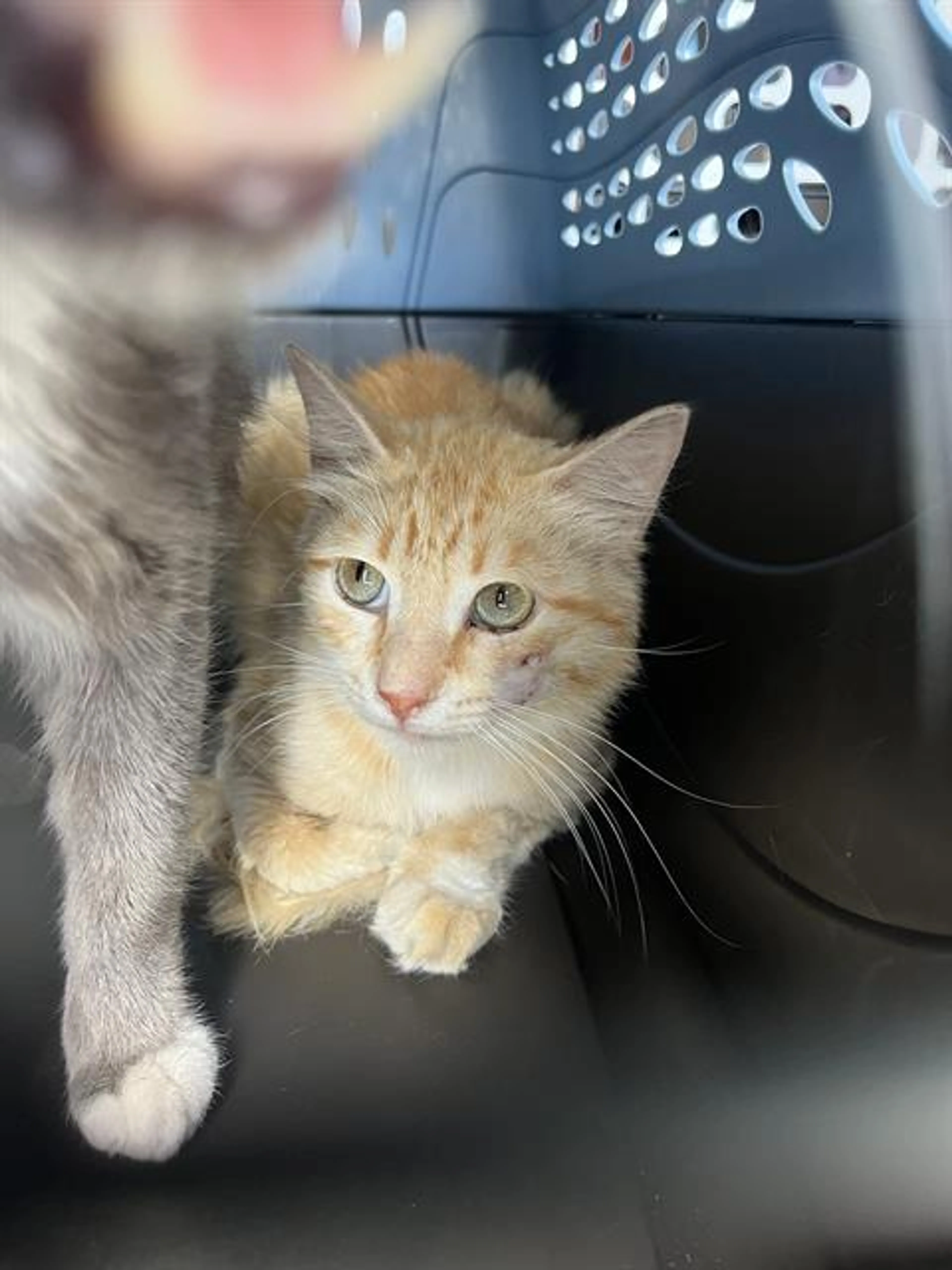 Found pet