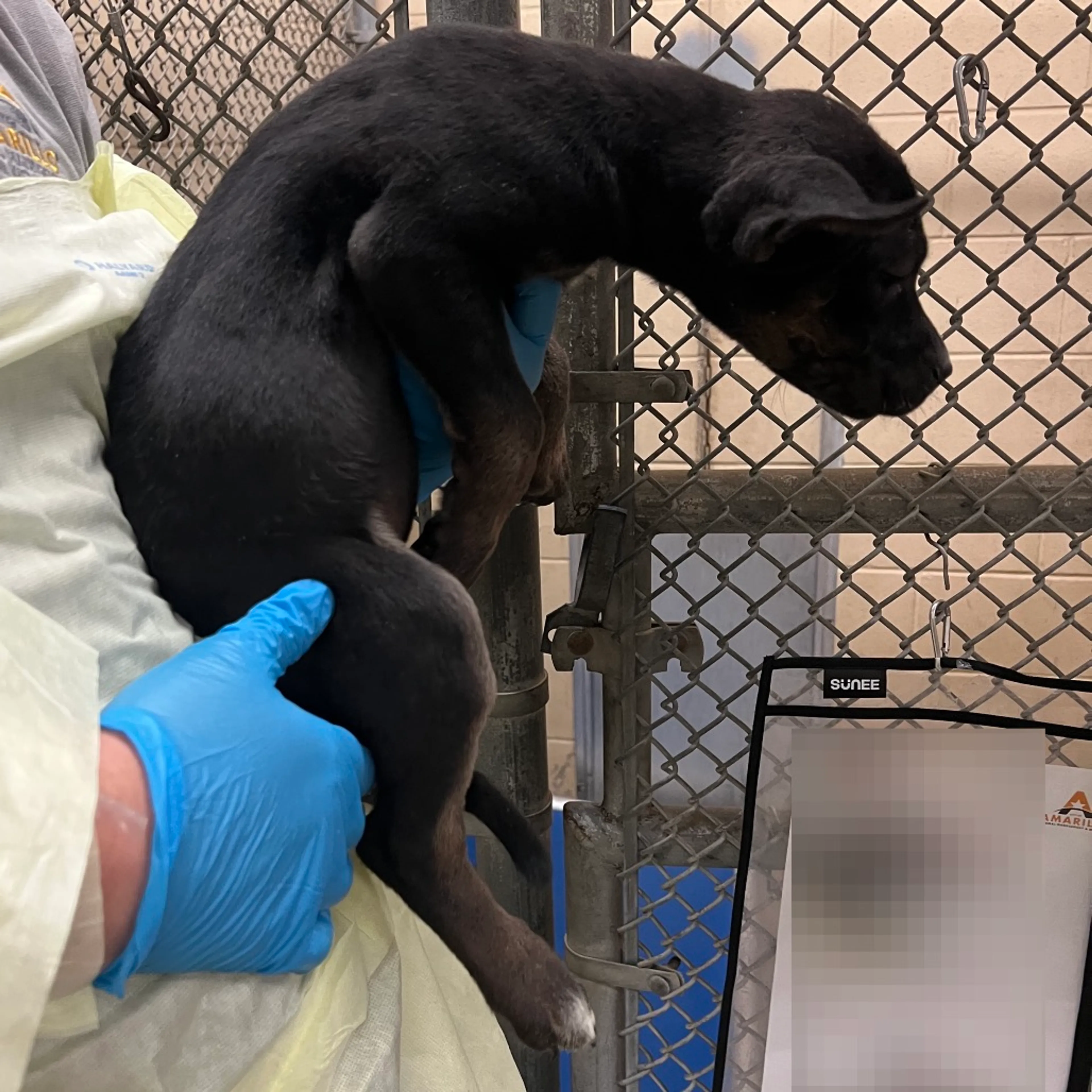 Found pet-1