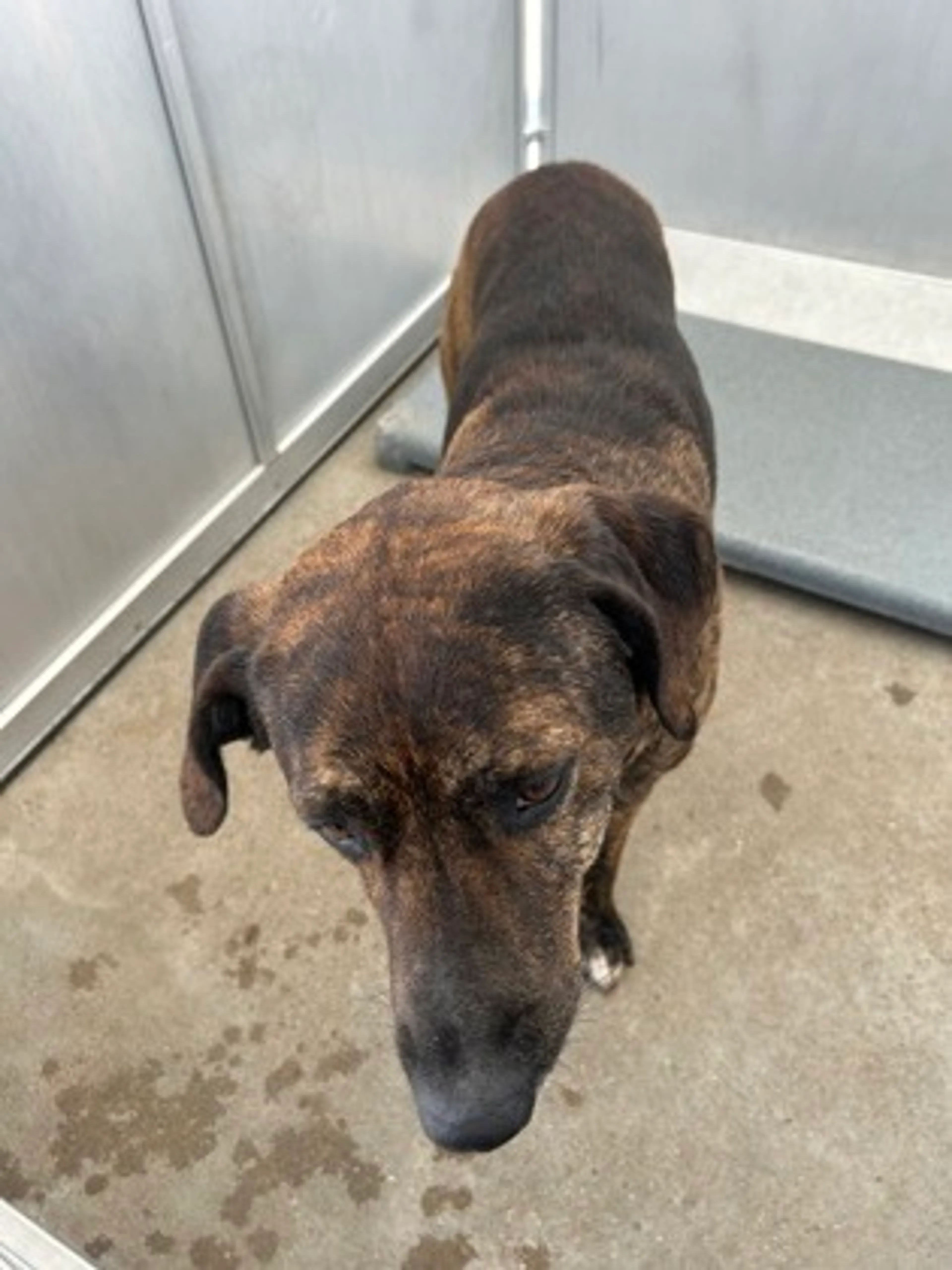 Found pet