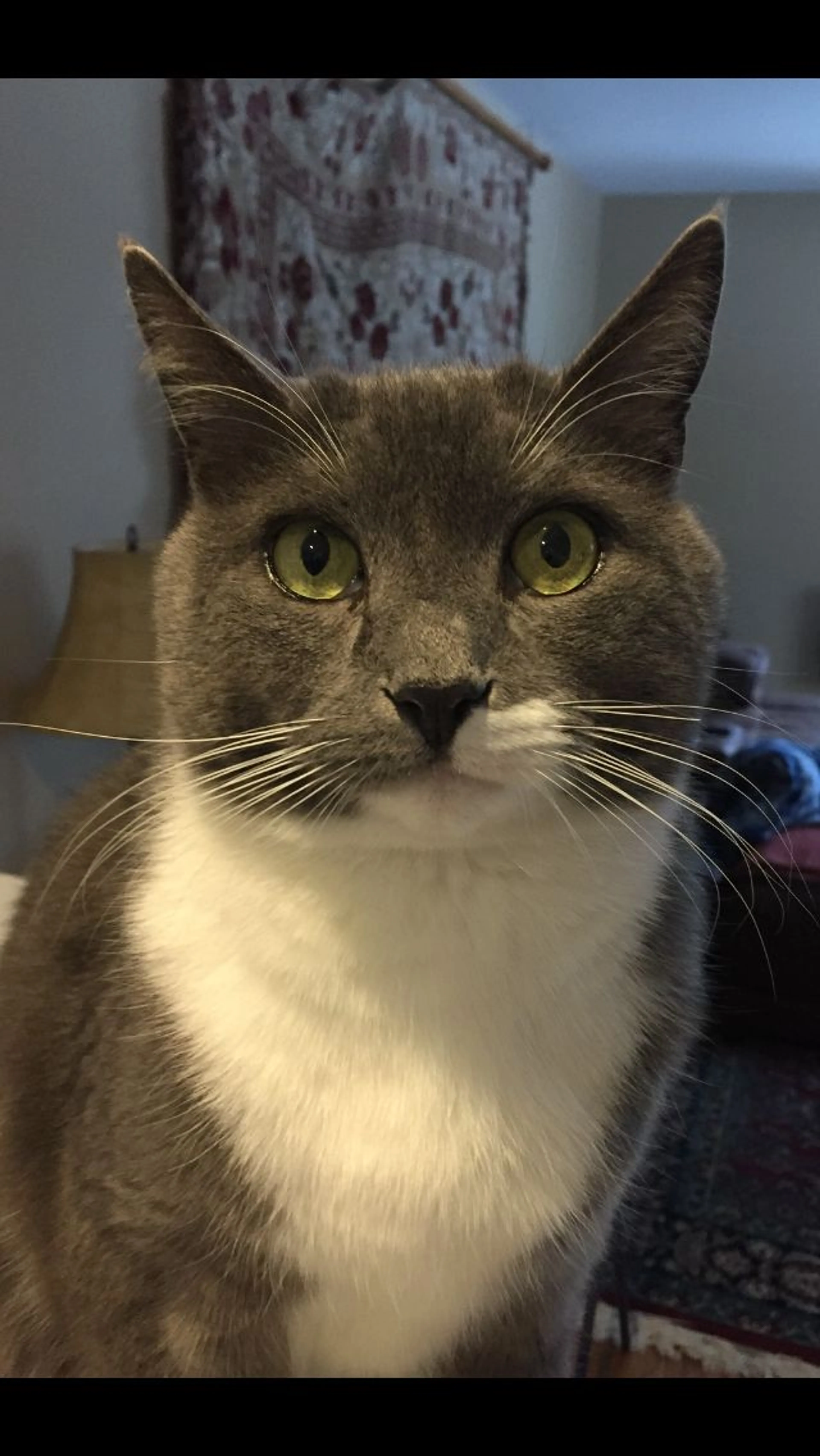 Lost pet-1