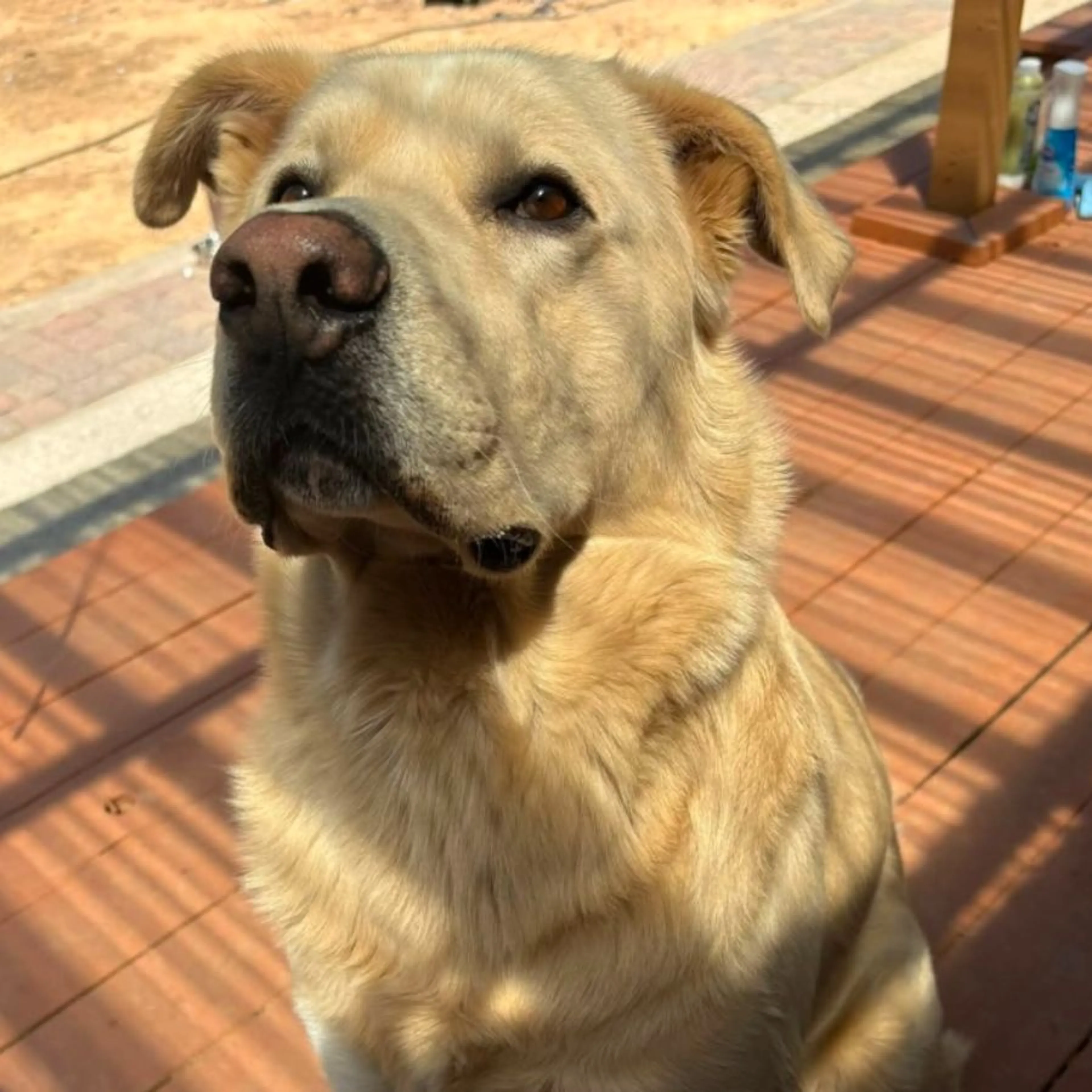 Lost pet