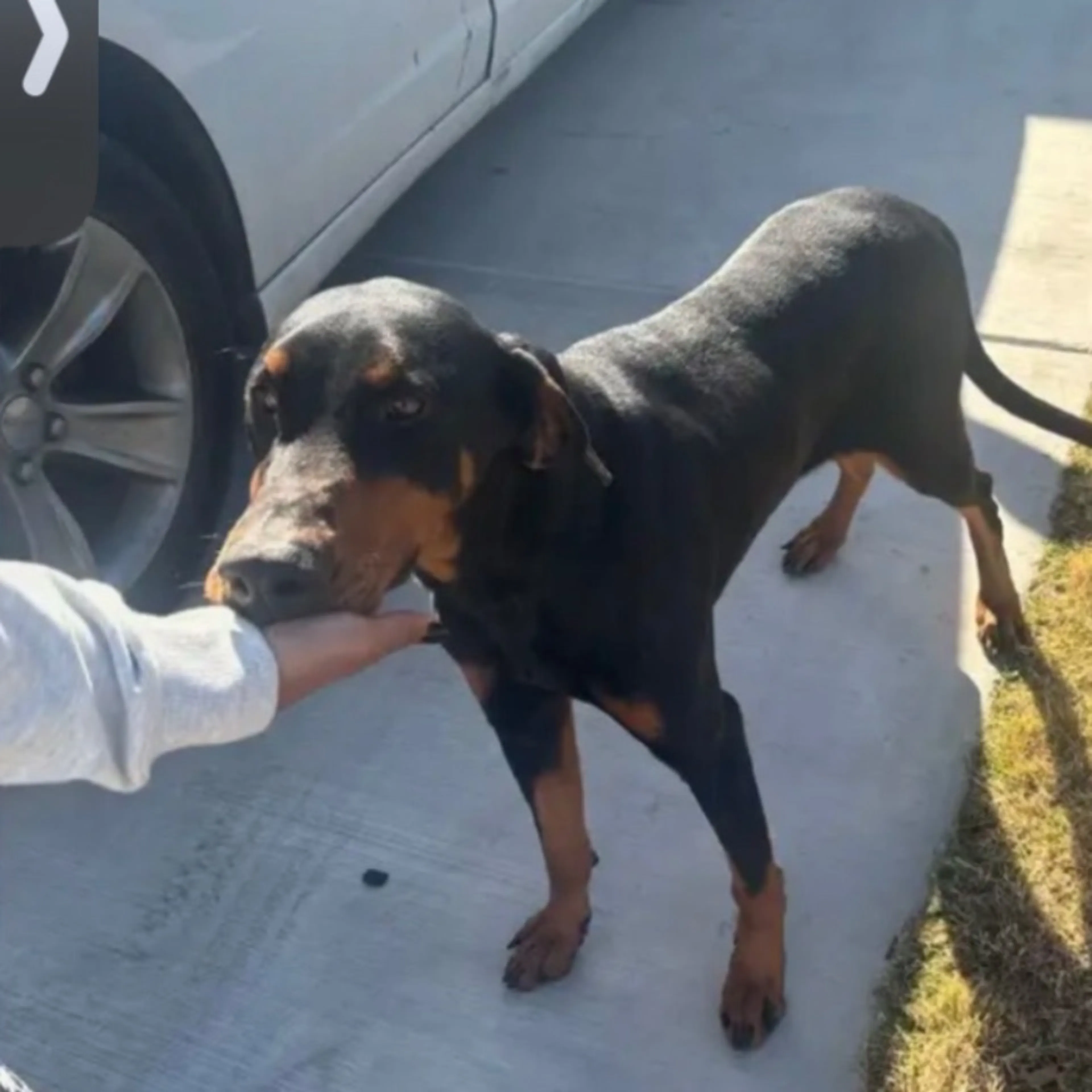 Found pet