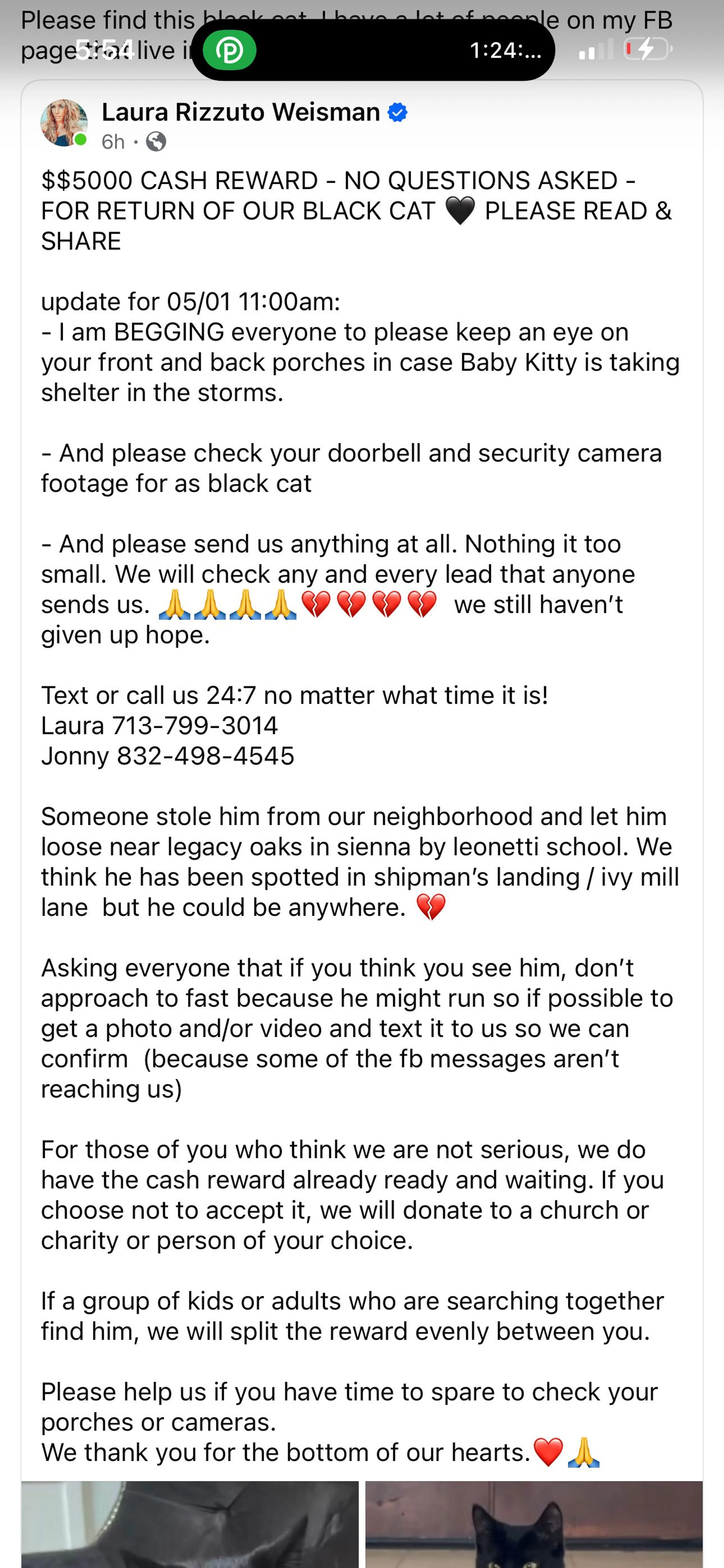 Lost pet-1