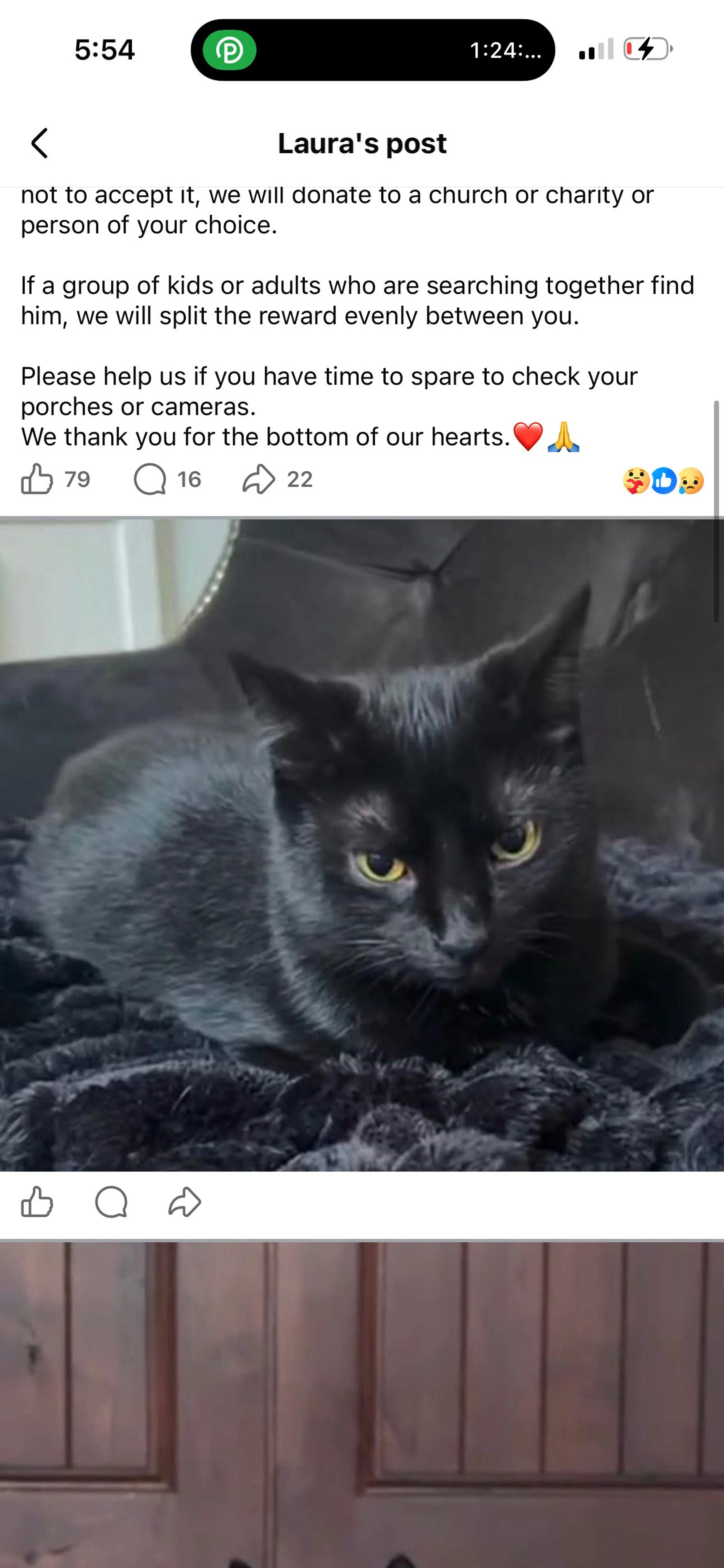 Lost pet-2