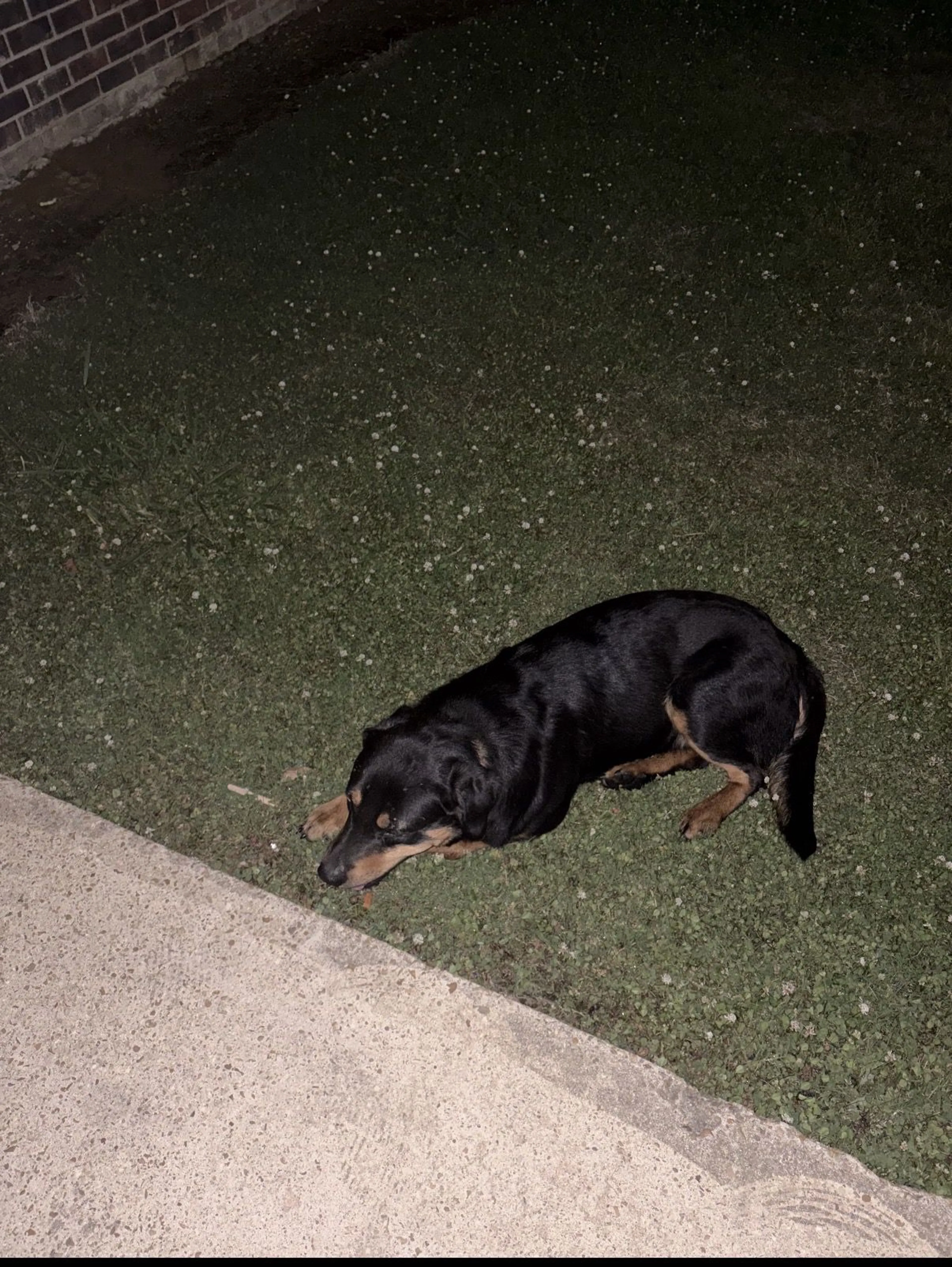 Lost pet
