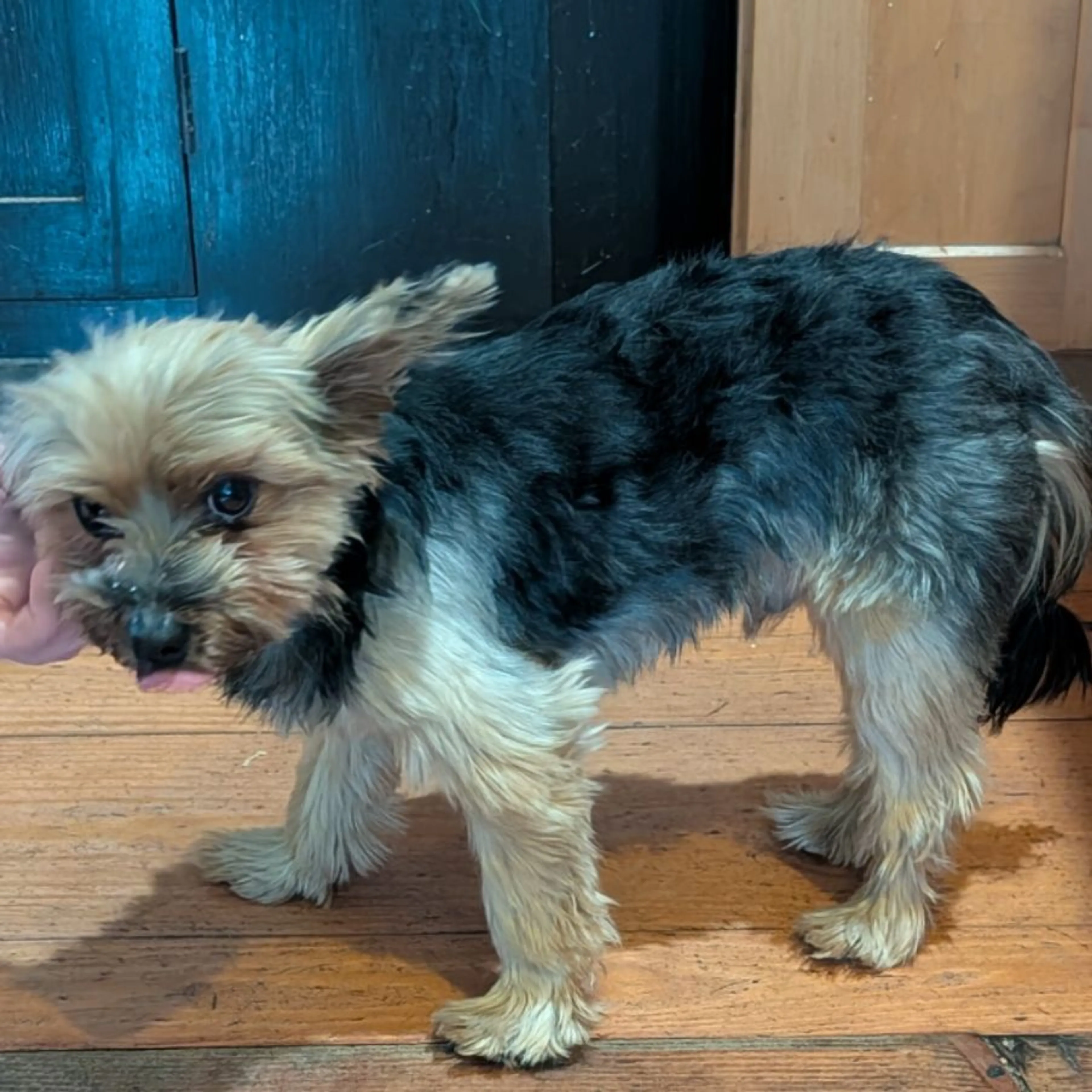 Found pet