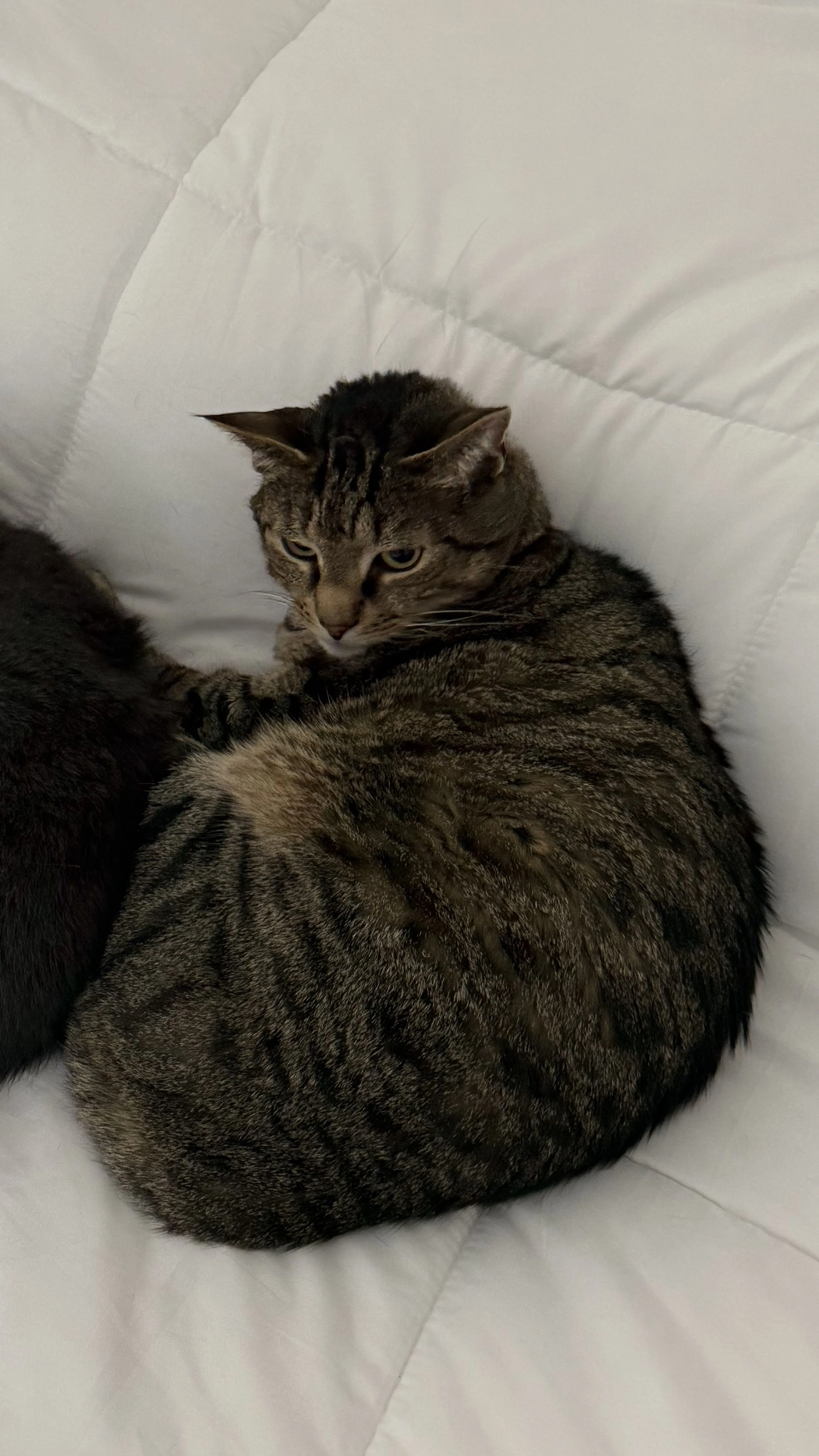 Lost pet-2