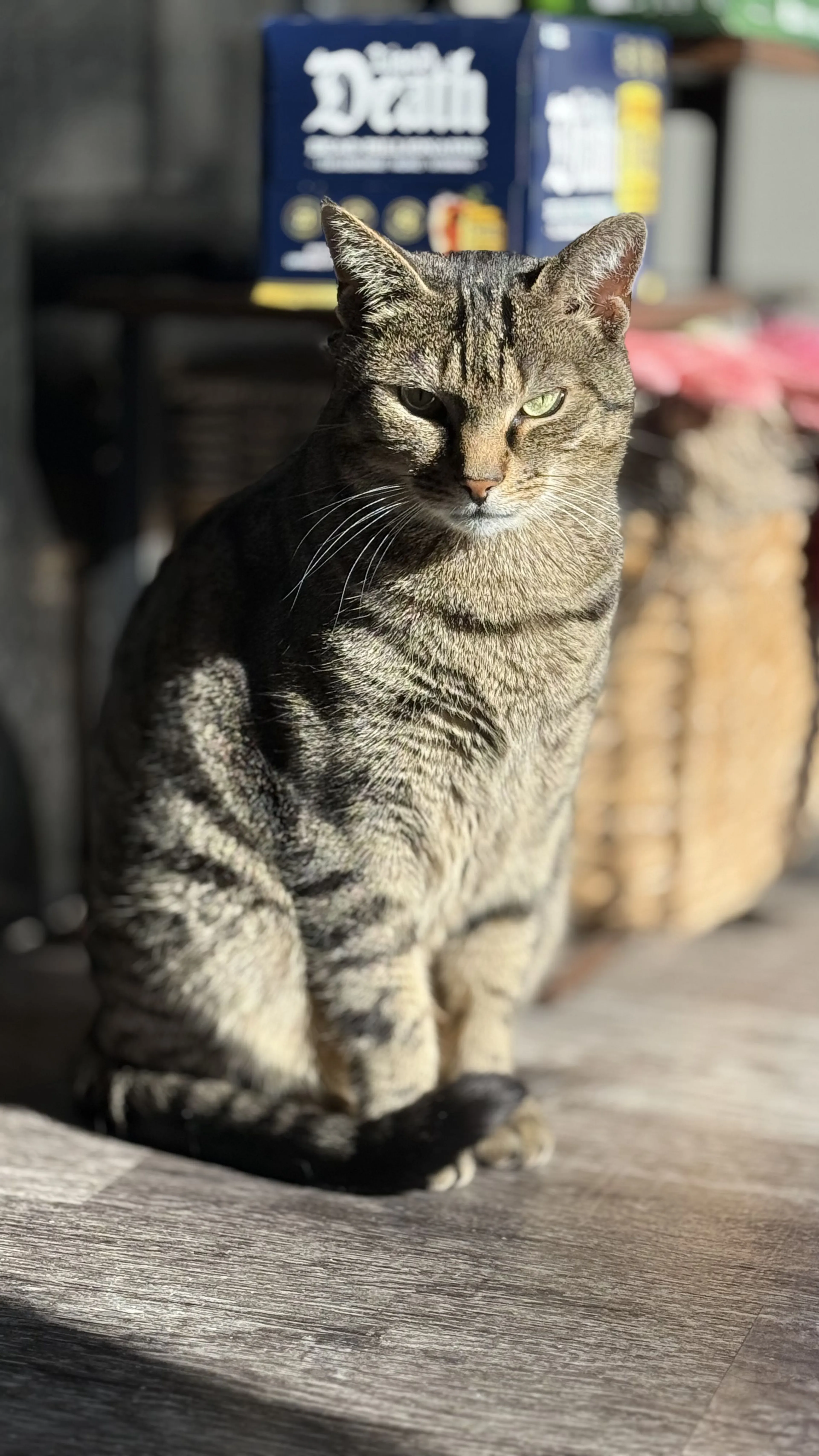 Lost pet-1
