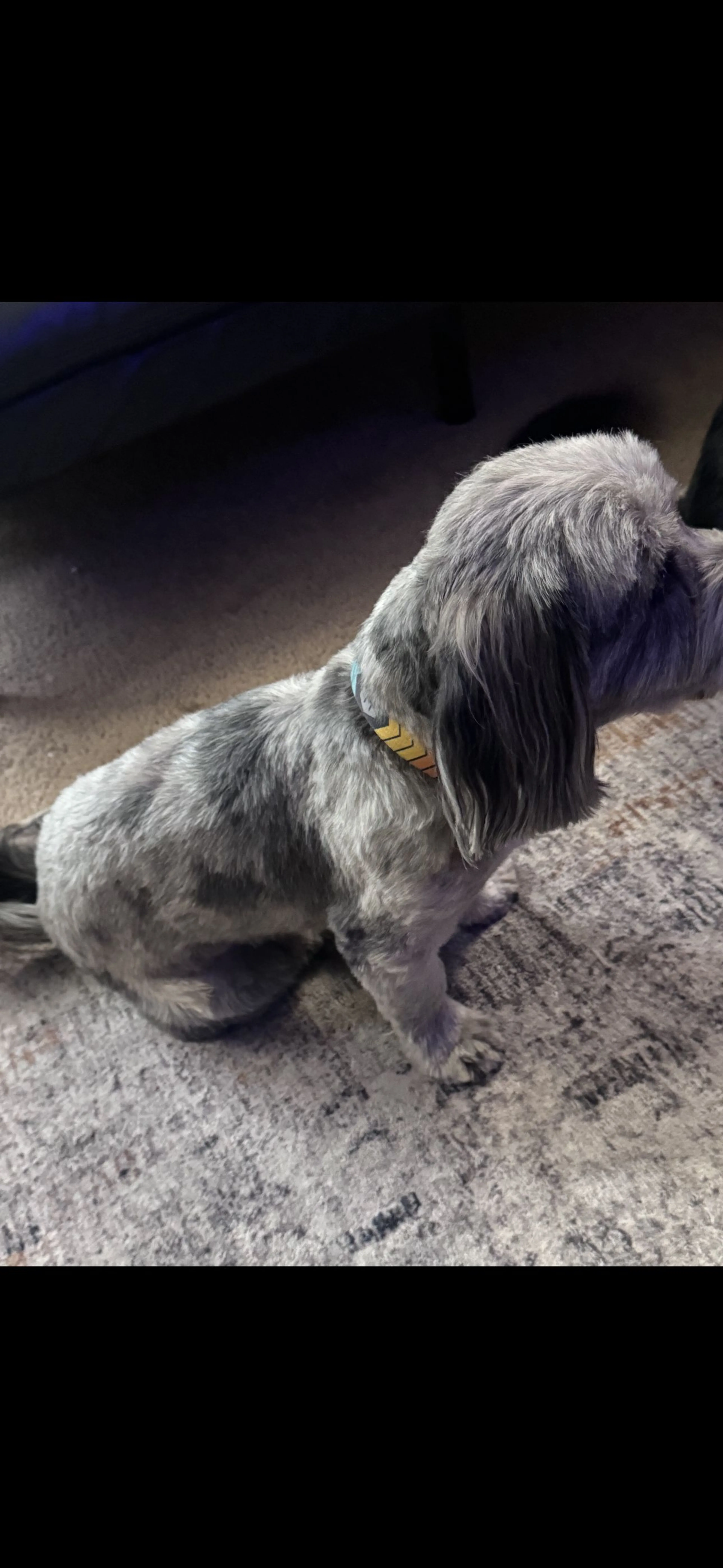 Lost pet