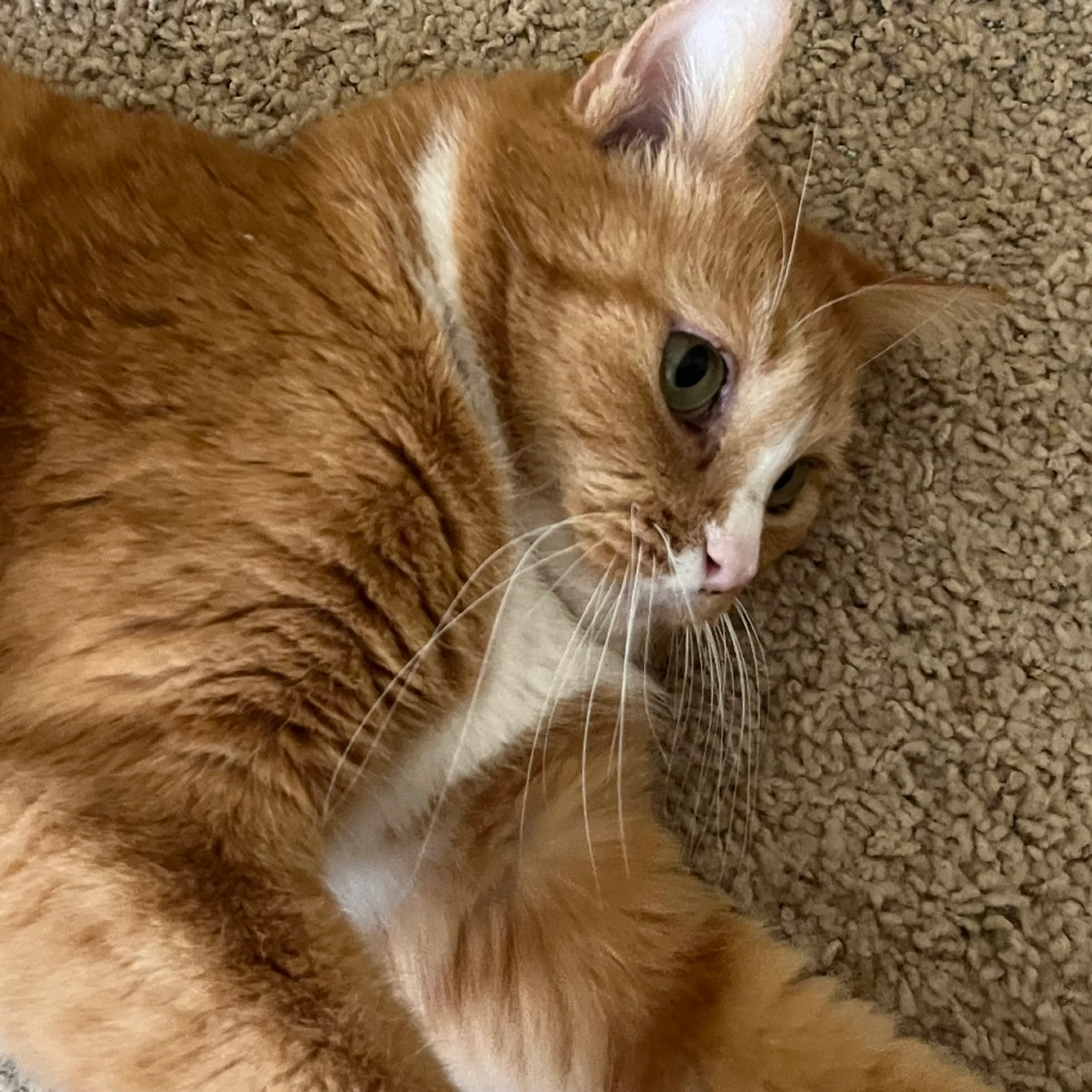 Found pet-2