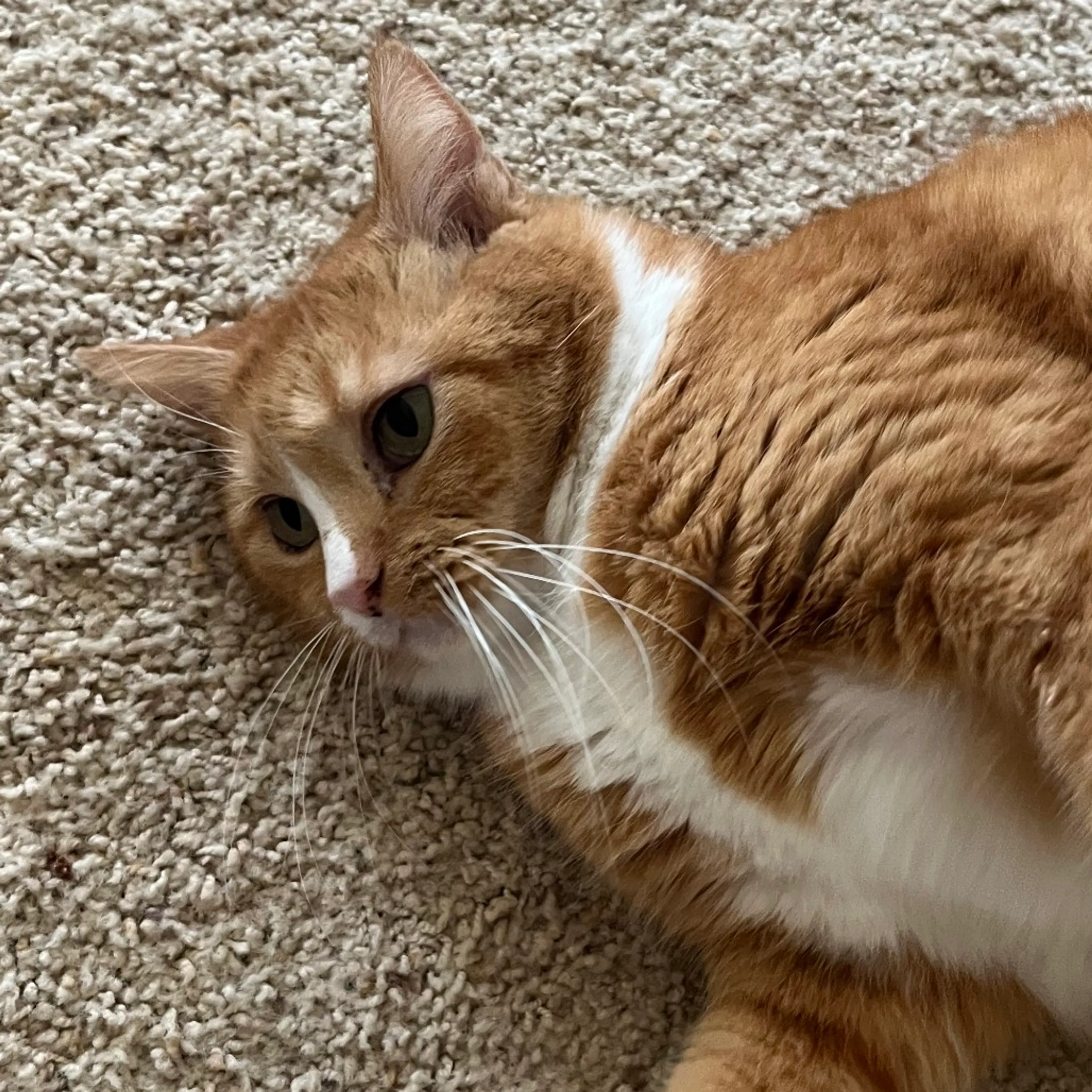 Found pet-1