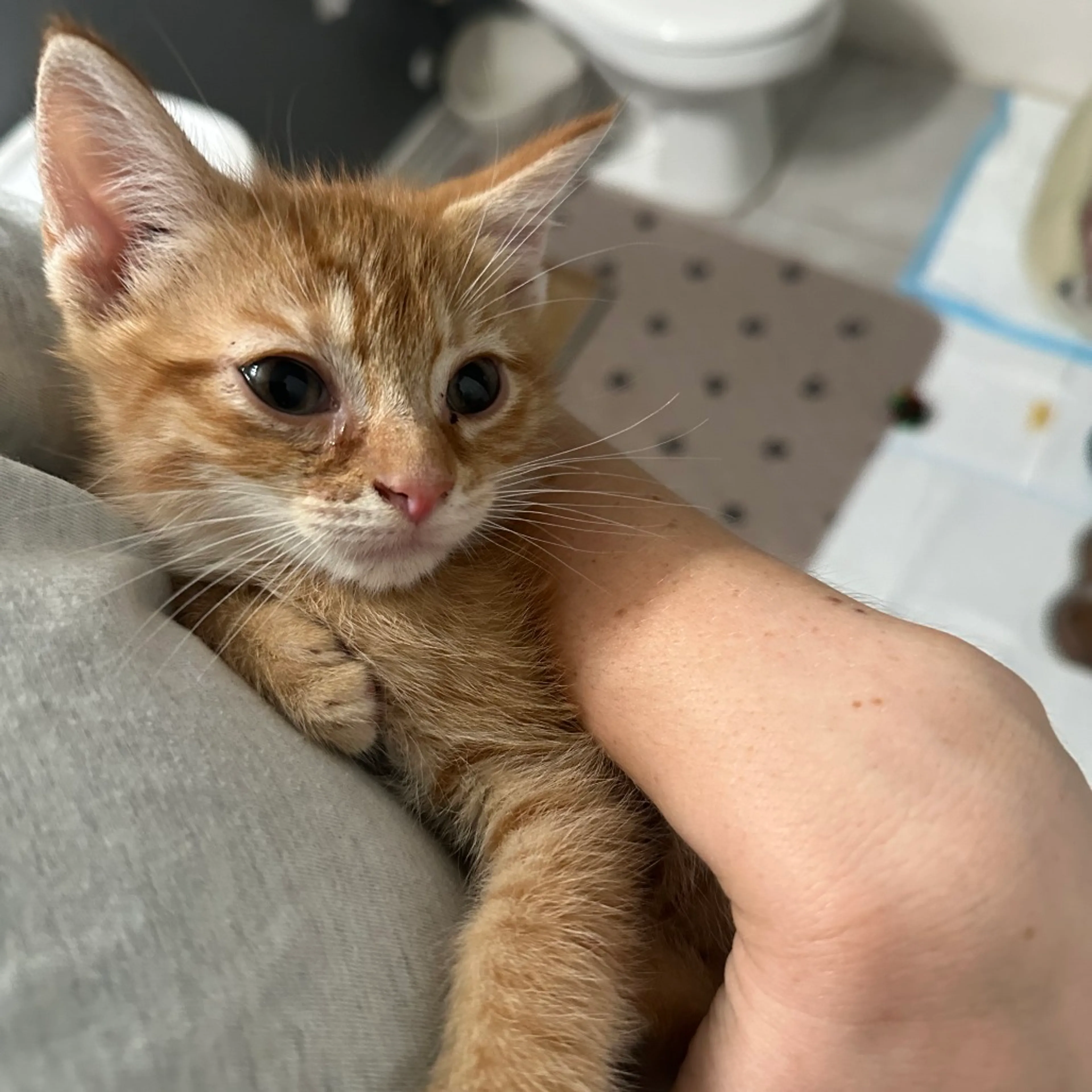 Found pet-2