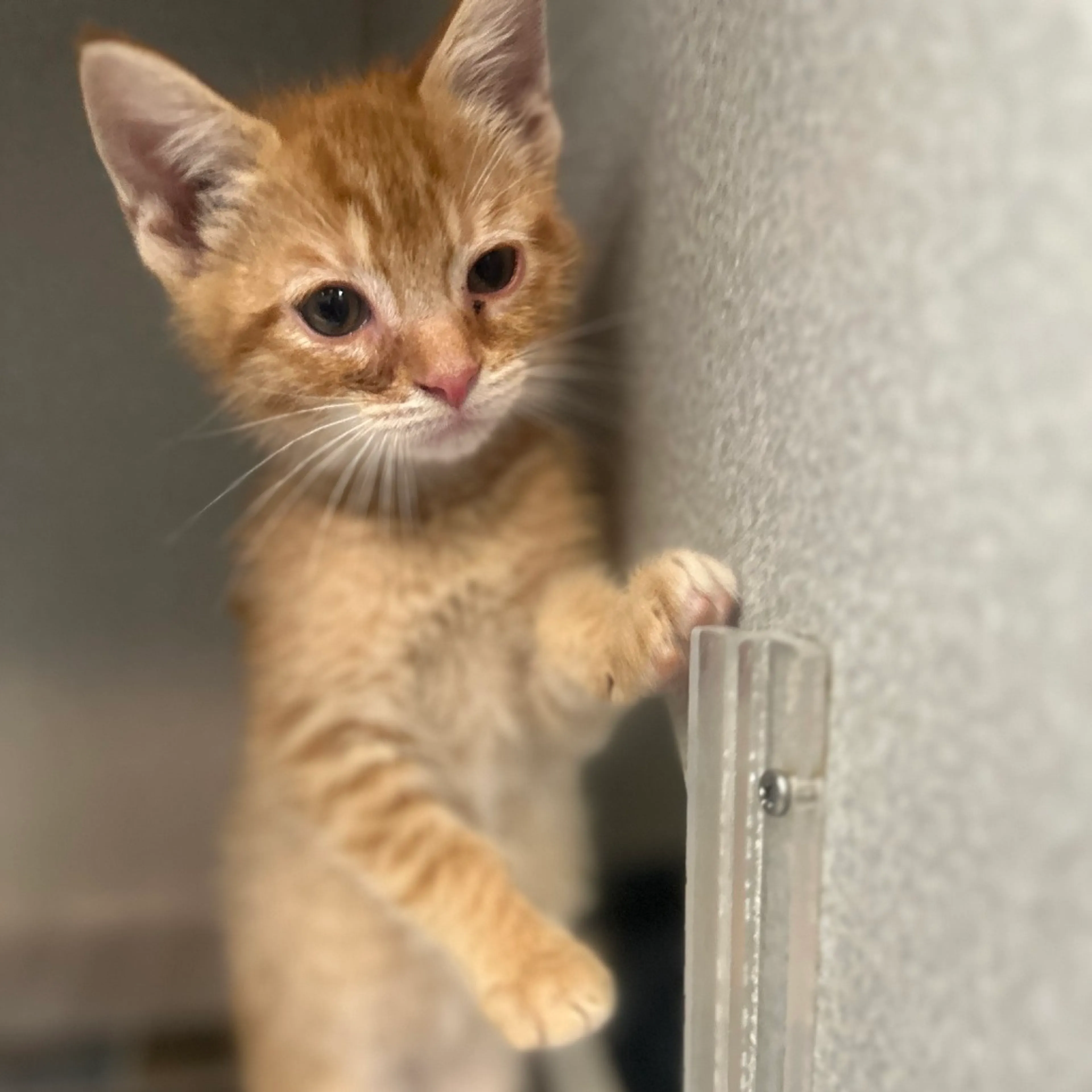 Found pet-1