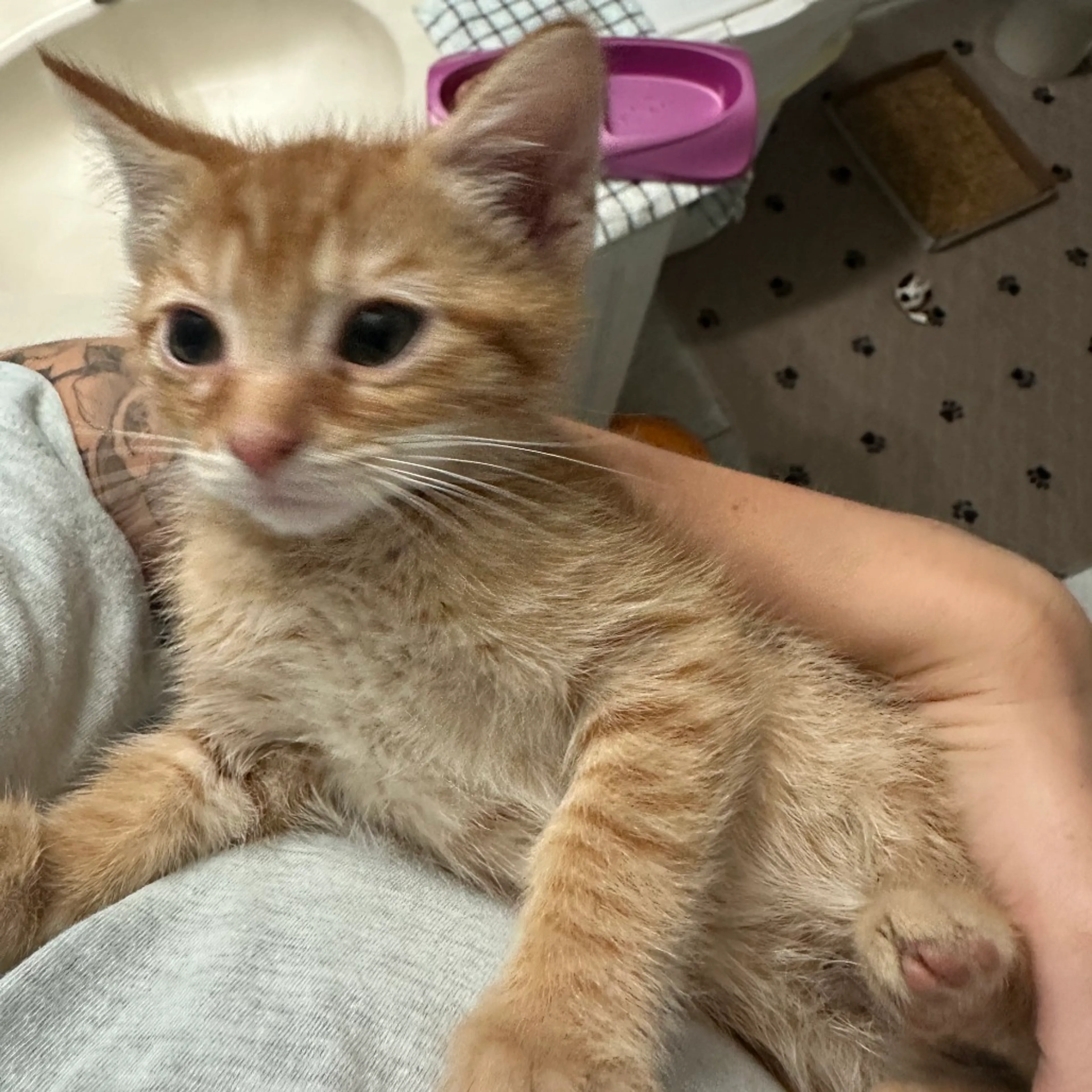 Found pet-3