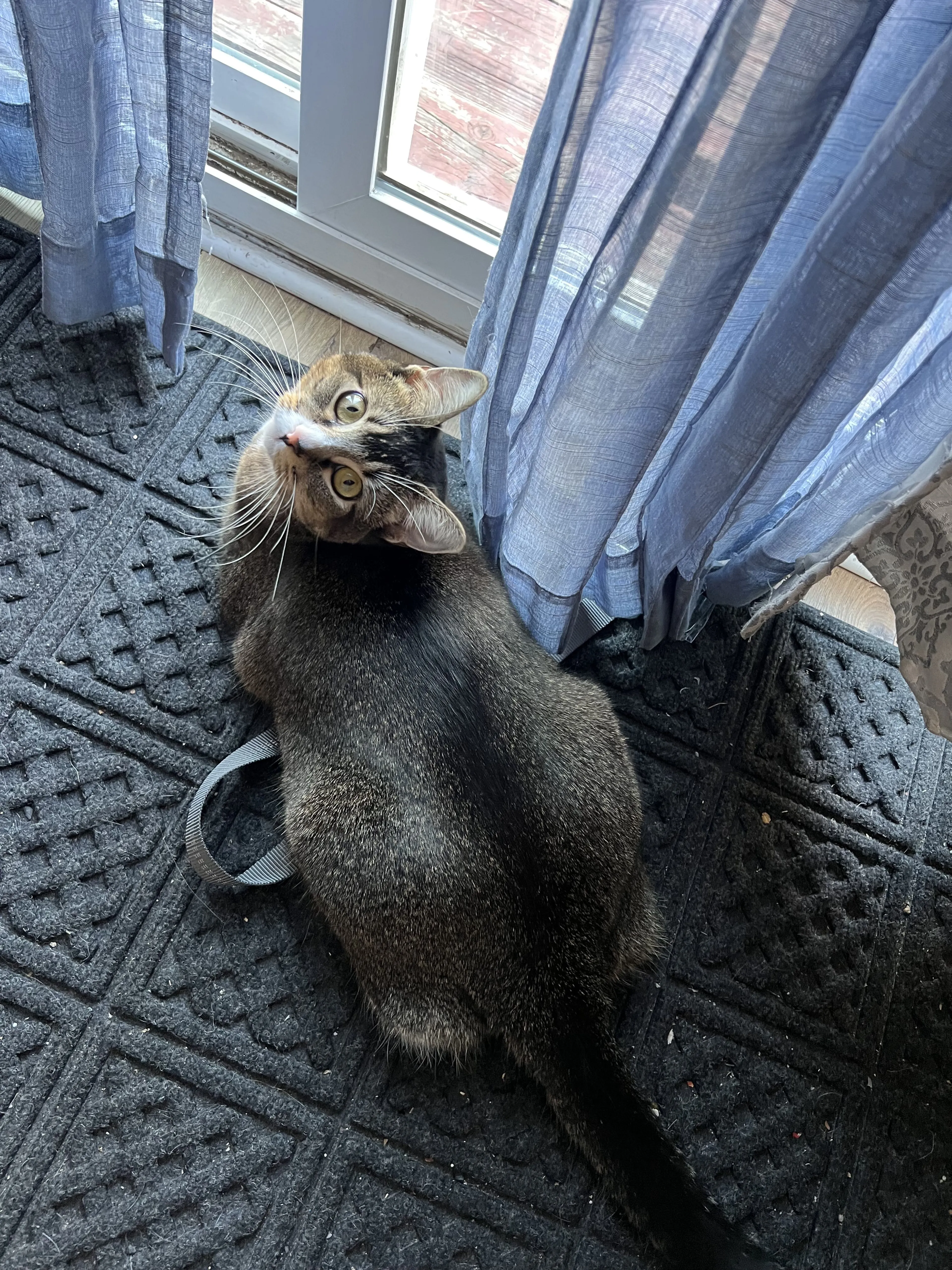 Lost pet-0