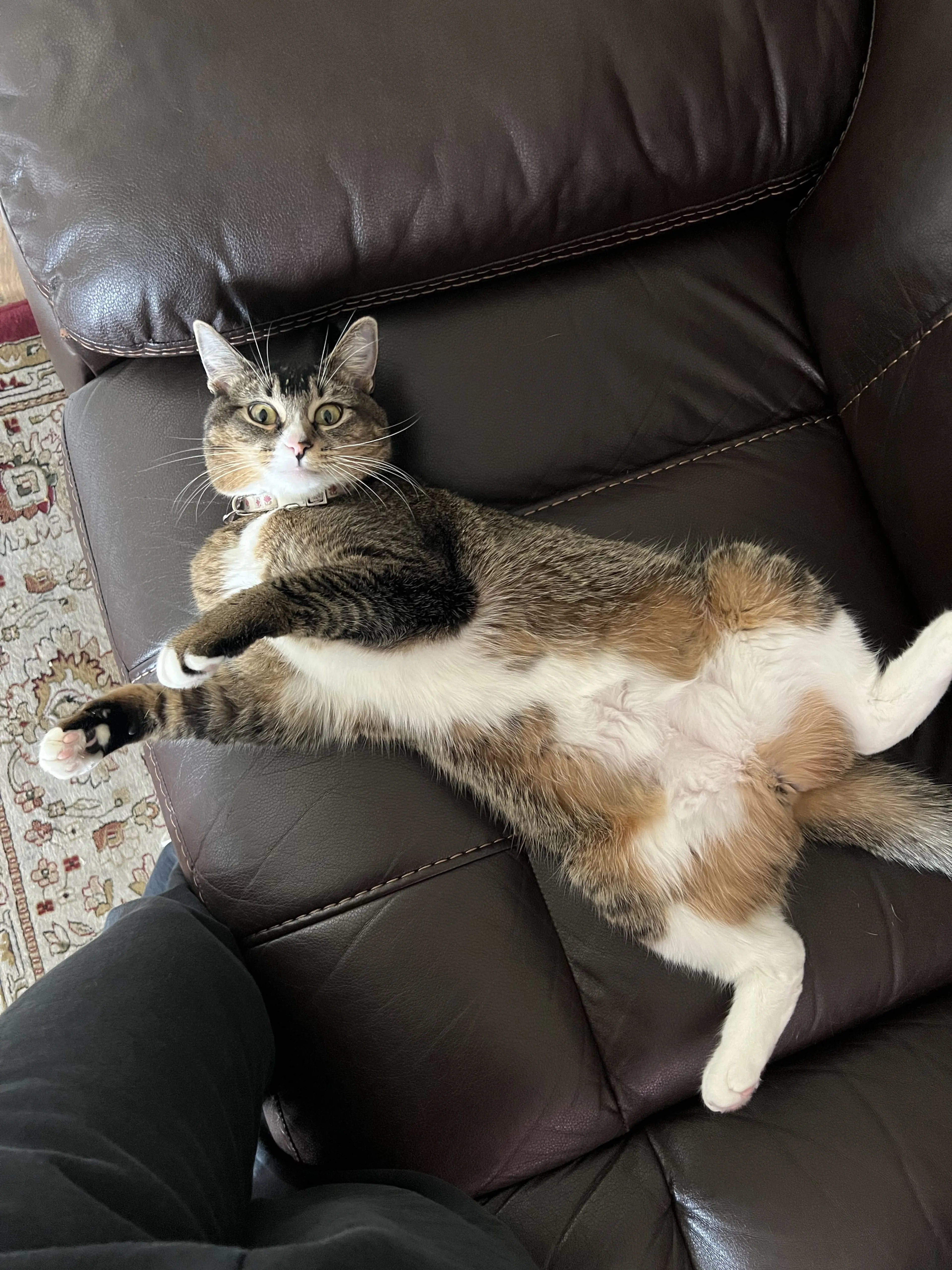 Lost pet-1