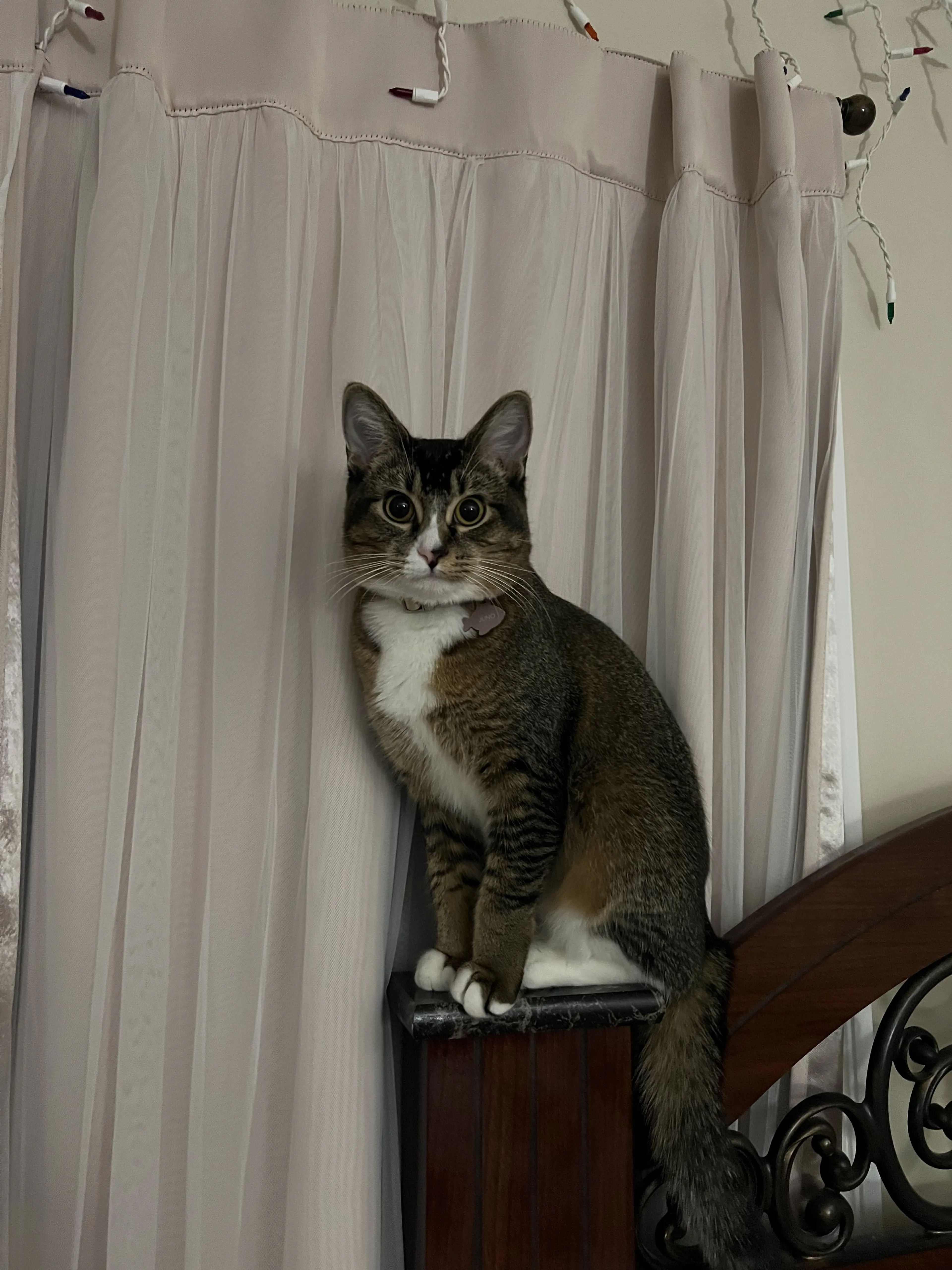 Lost pet-3